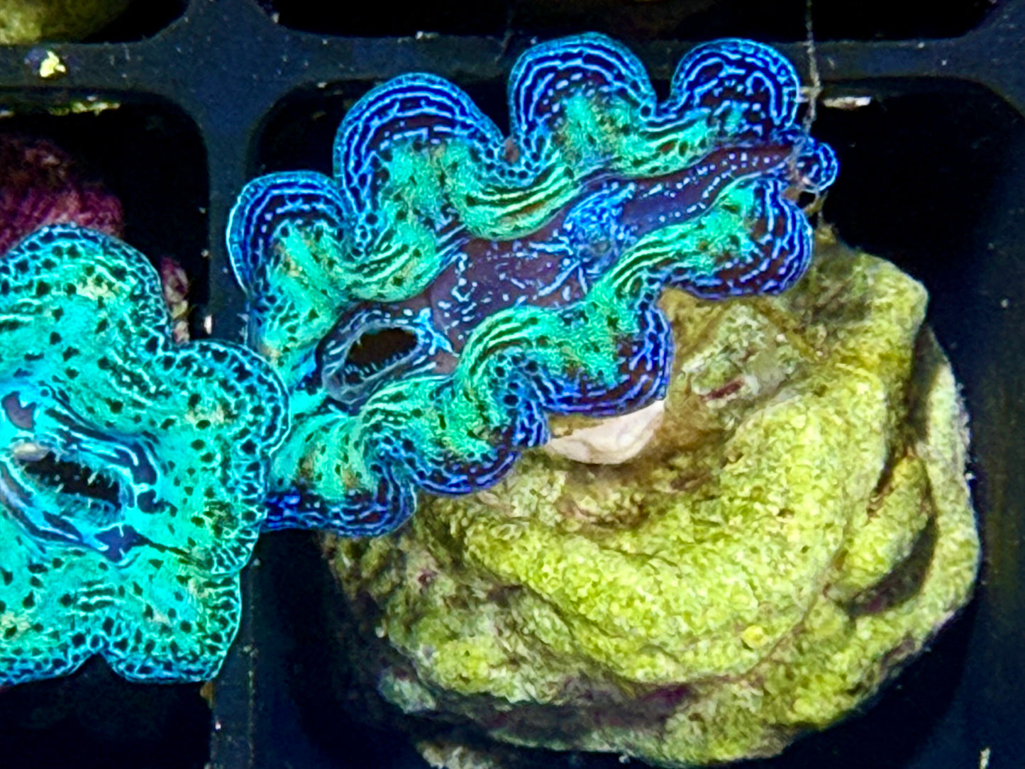 Captive Bred Rainbow Crocea clam #20 White