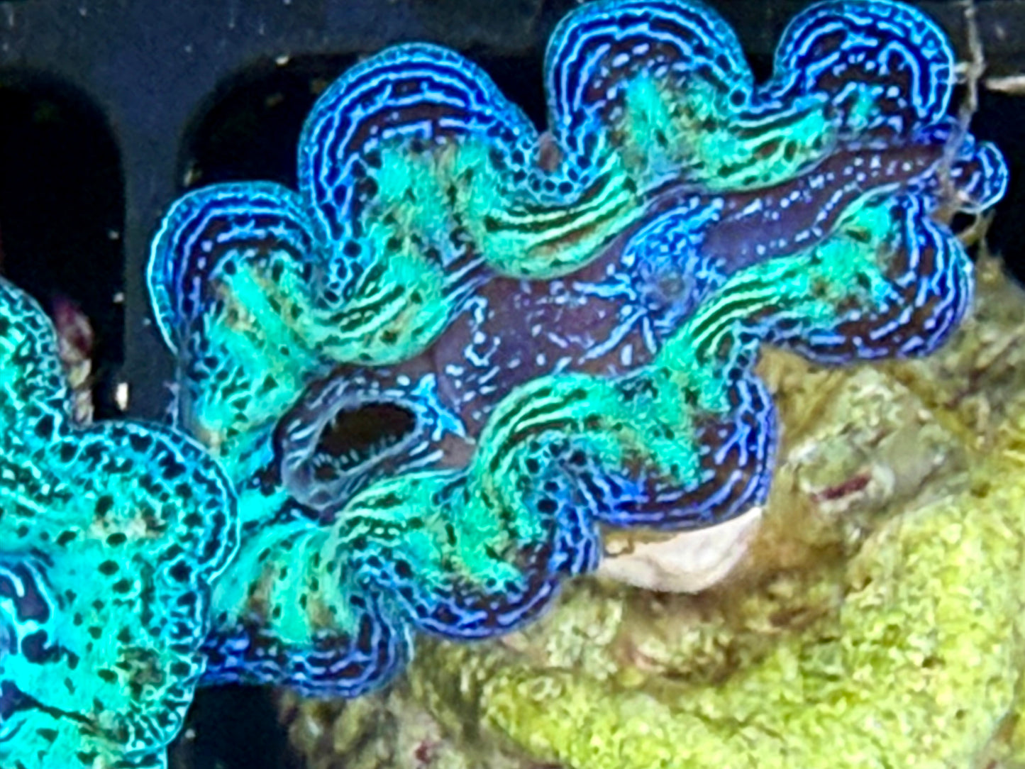 Captive Bred Rainbow Crocea clam #20 White
