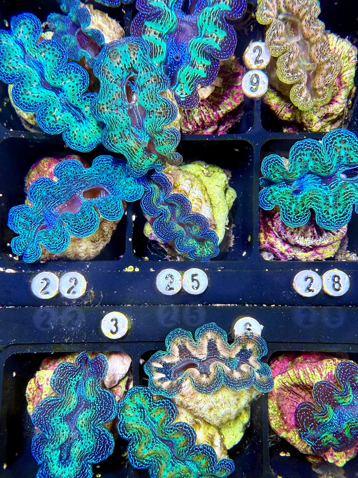 Captive Bred Crocea clam #25 White