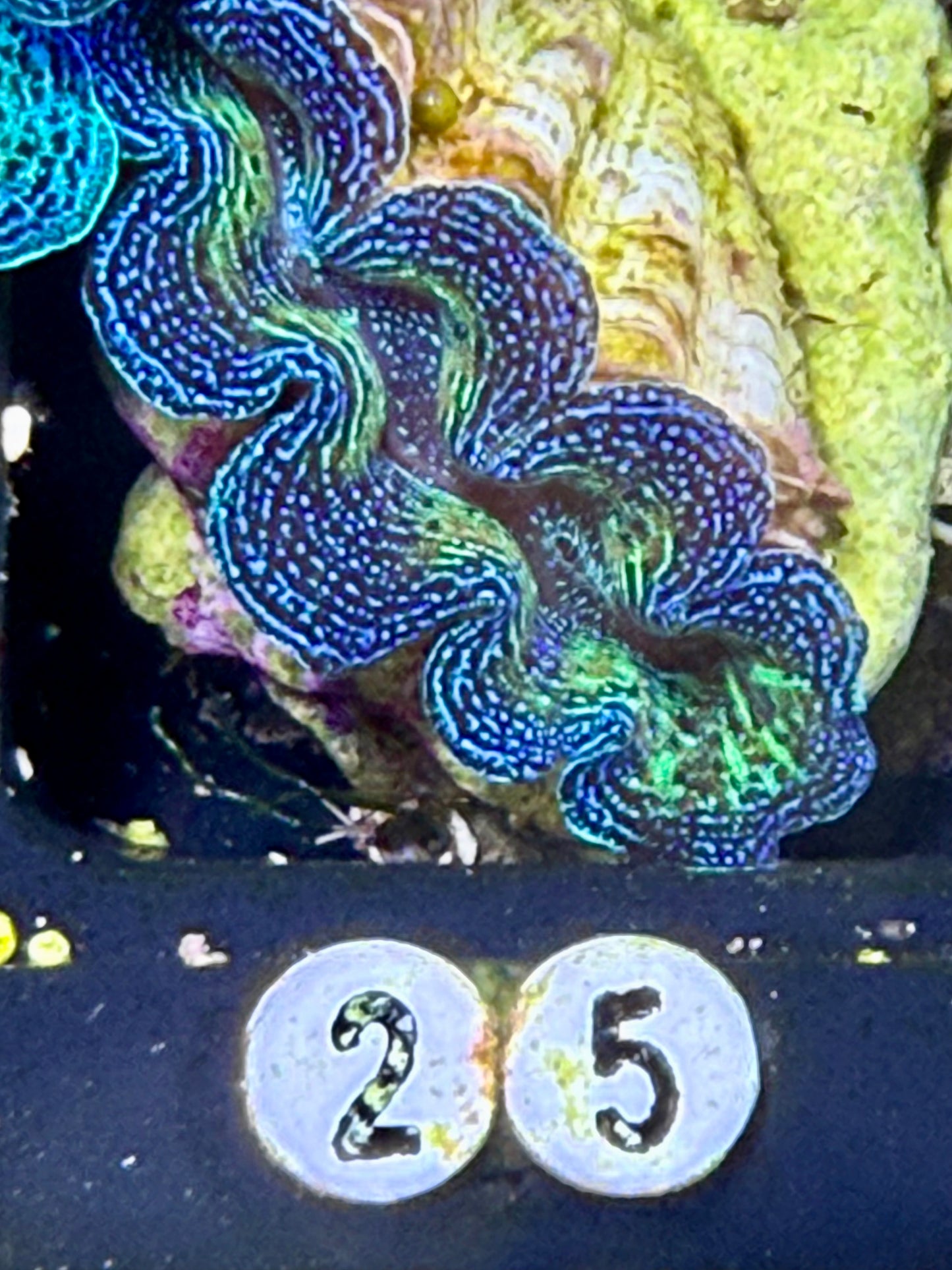Captive Bred Crocea clam #25 White