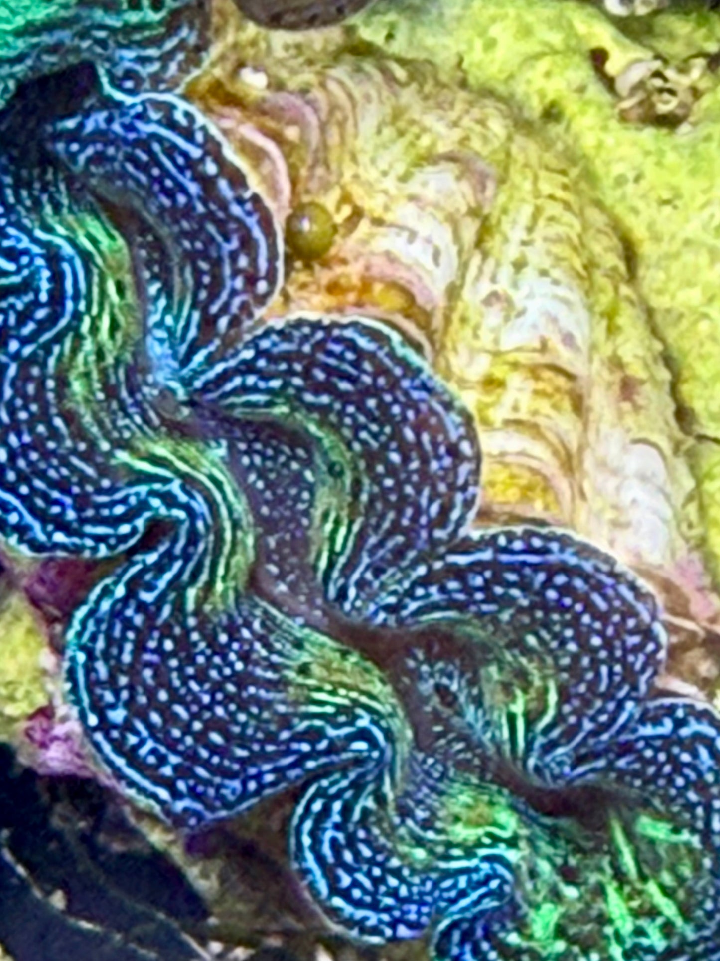 Captive Bred Crocea clam #25 White