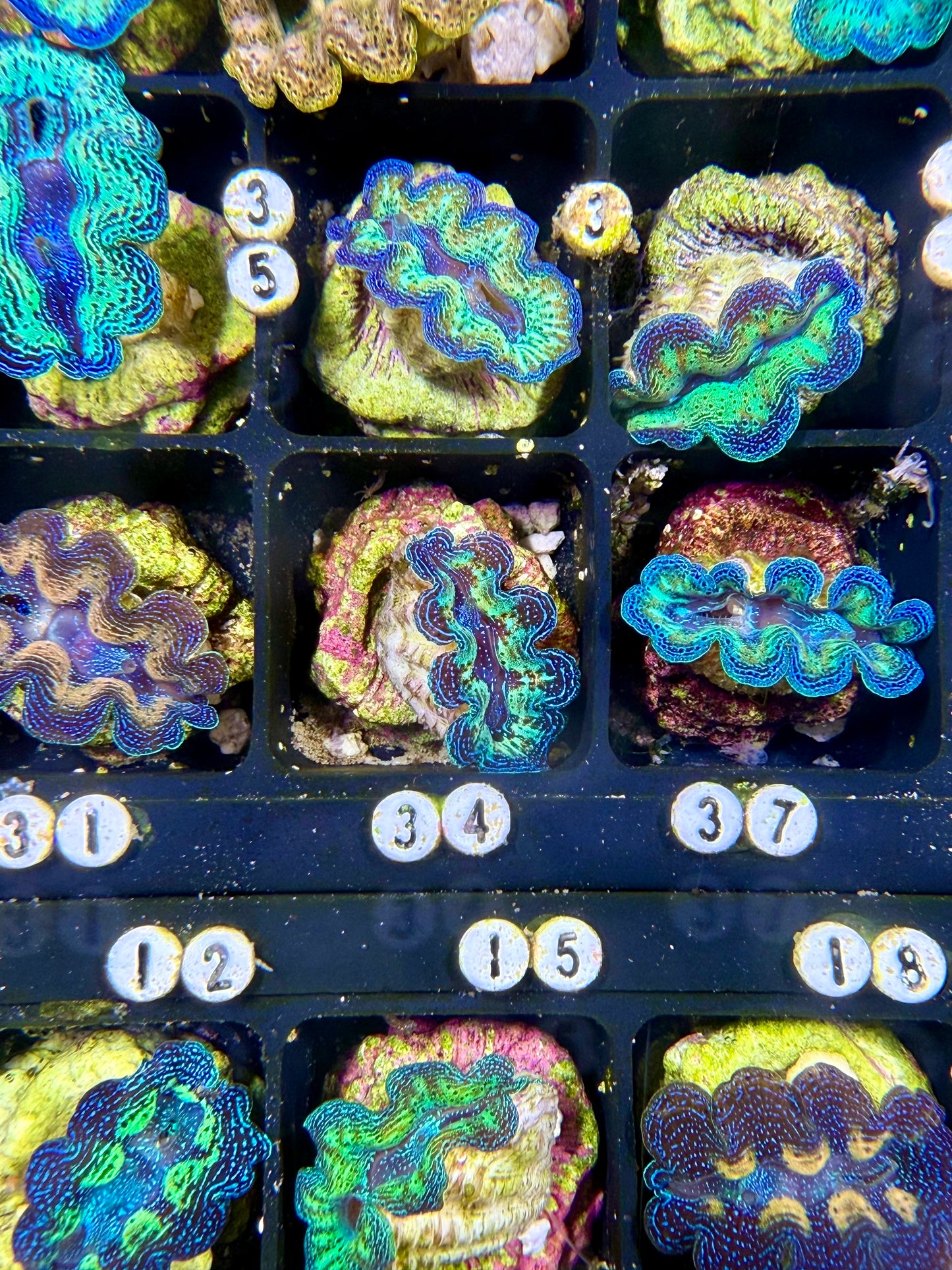 Captive Bred Rainbow Crocea clam #35 White