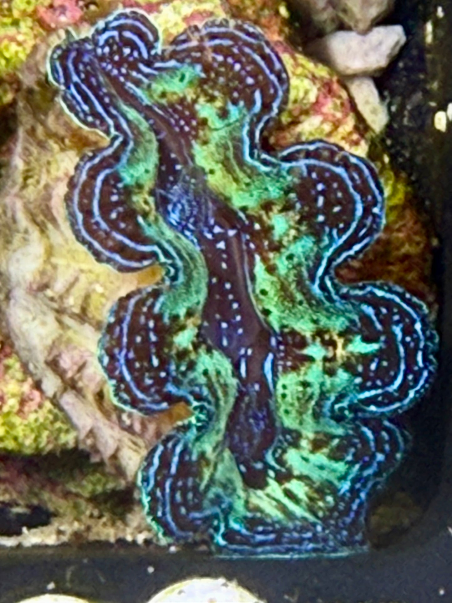 Captive Bred Rainbow Crocea clam #35 White