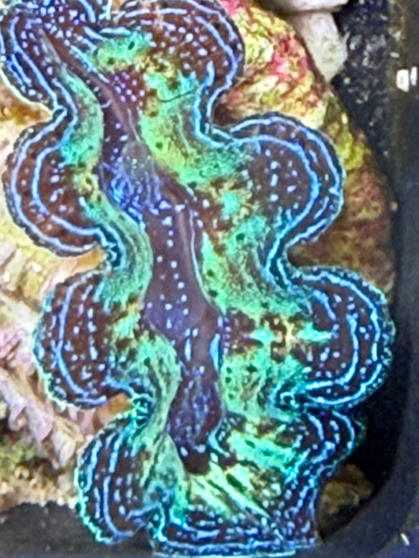 Captive Bred Rainbow Crocea clam #35 White