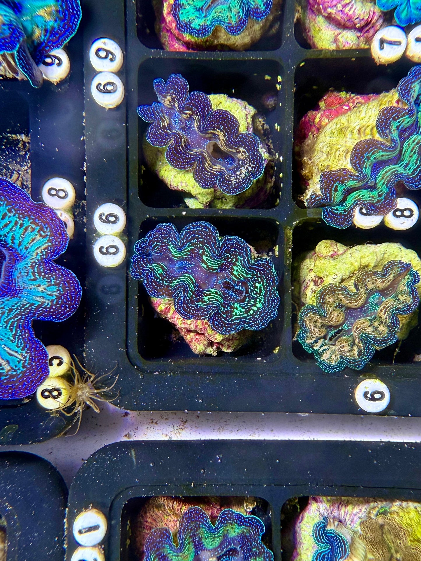 Captive Bred Crocea clam #66 White