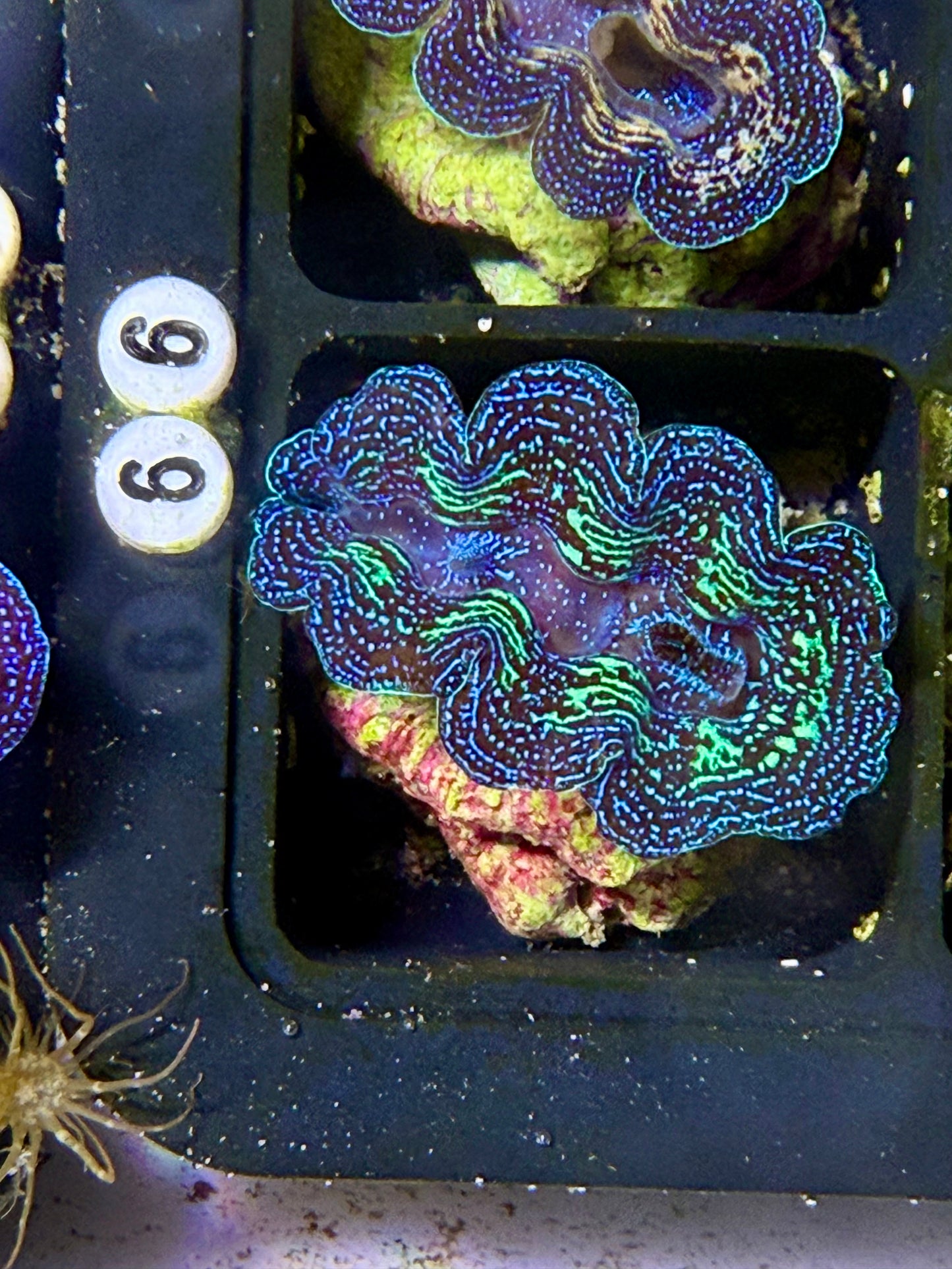 Captive Bred Crocea clam #66 White