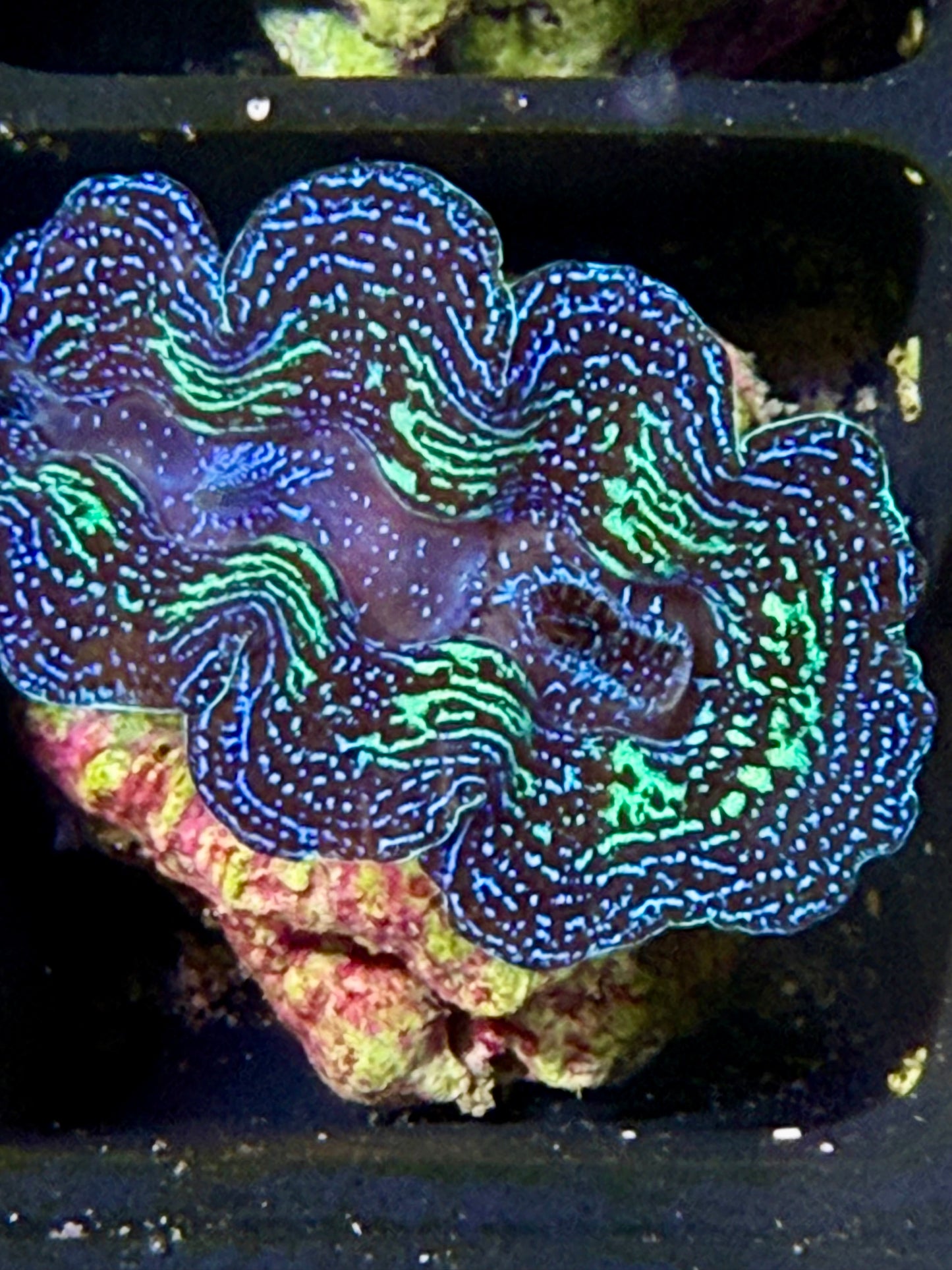 Captive Bred Crocea clam #66 White
