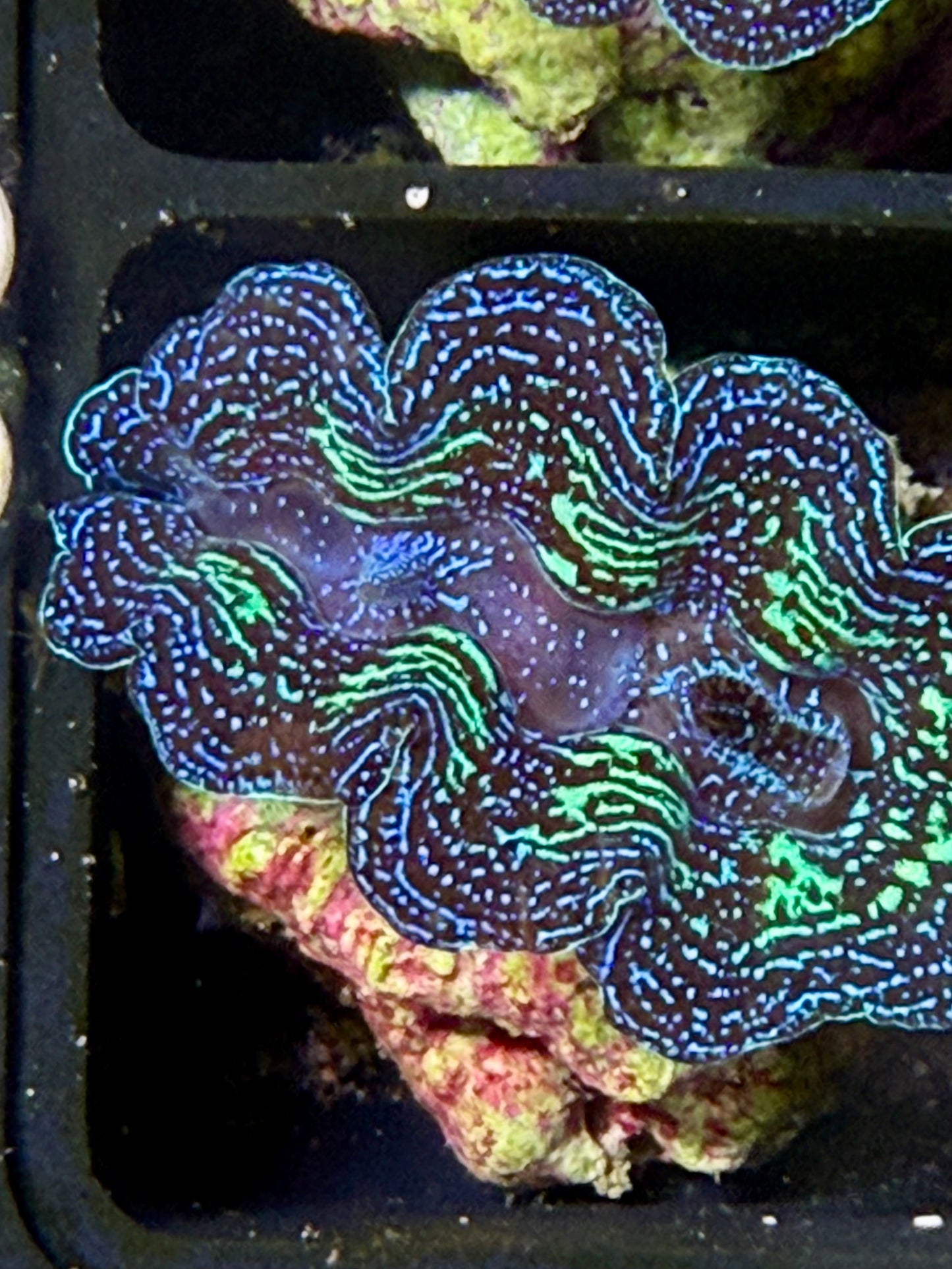 Captive Bred Crocea clam #66 White