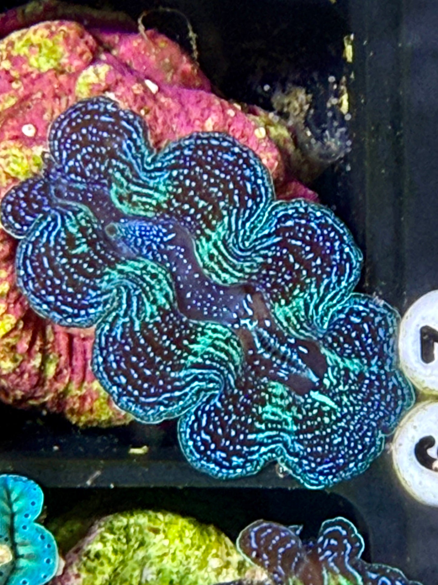 Captive Bred Crocea clam #67 White