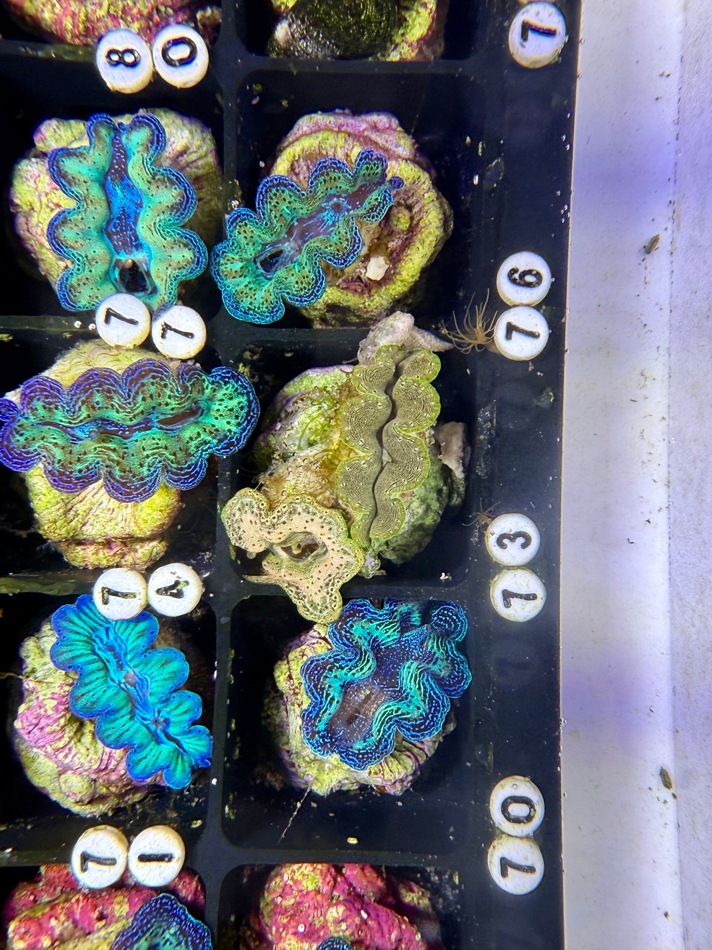 Captive Bred Crocea clam #74 White