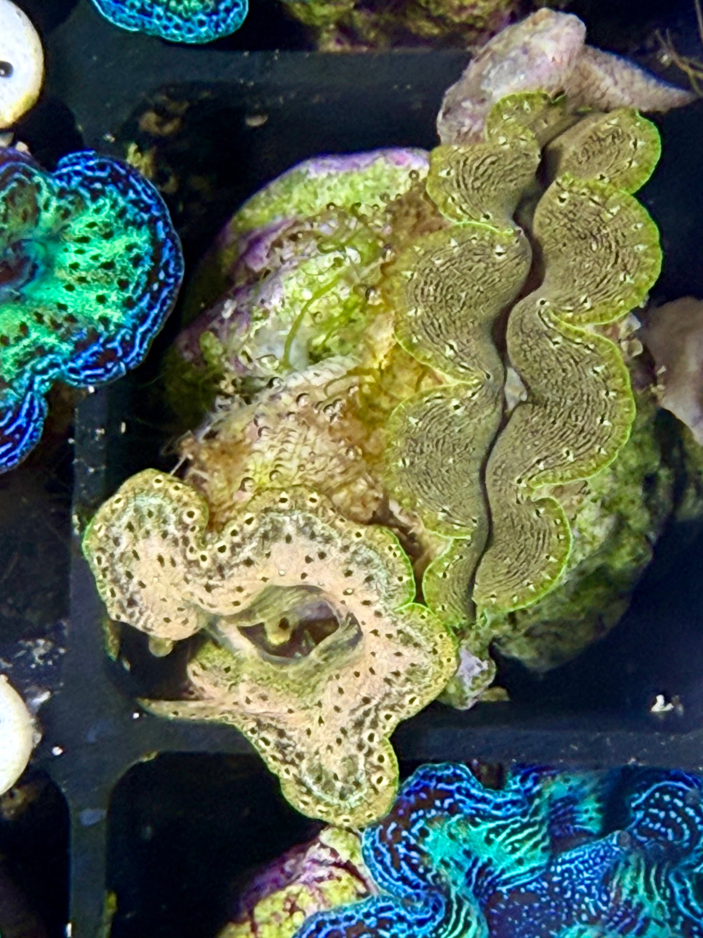 Captive Bred Crocea clam #74 White