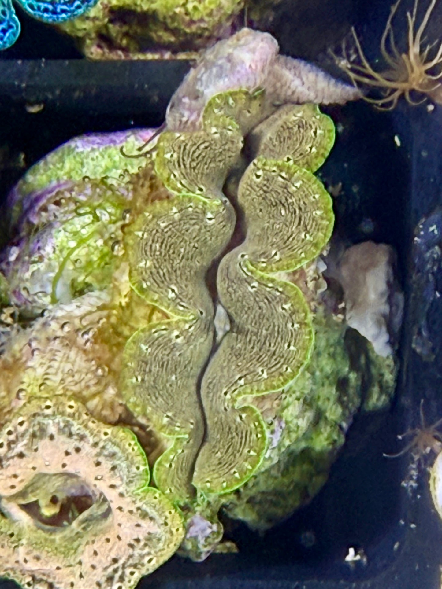 Captive Bred Crocea clam #74 White