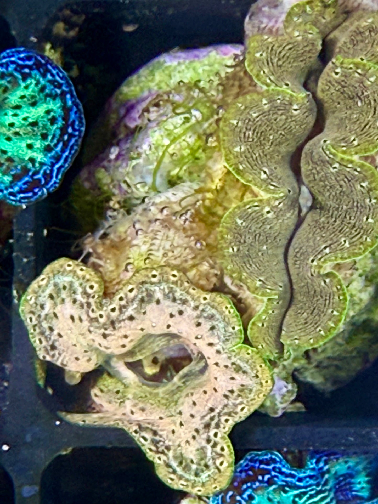 Captive Bred Crocea clam #74 White