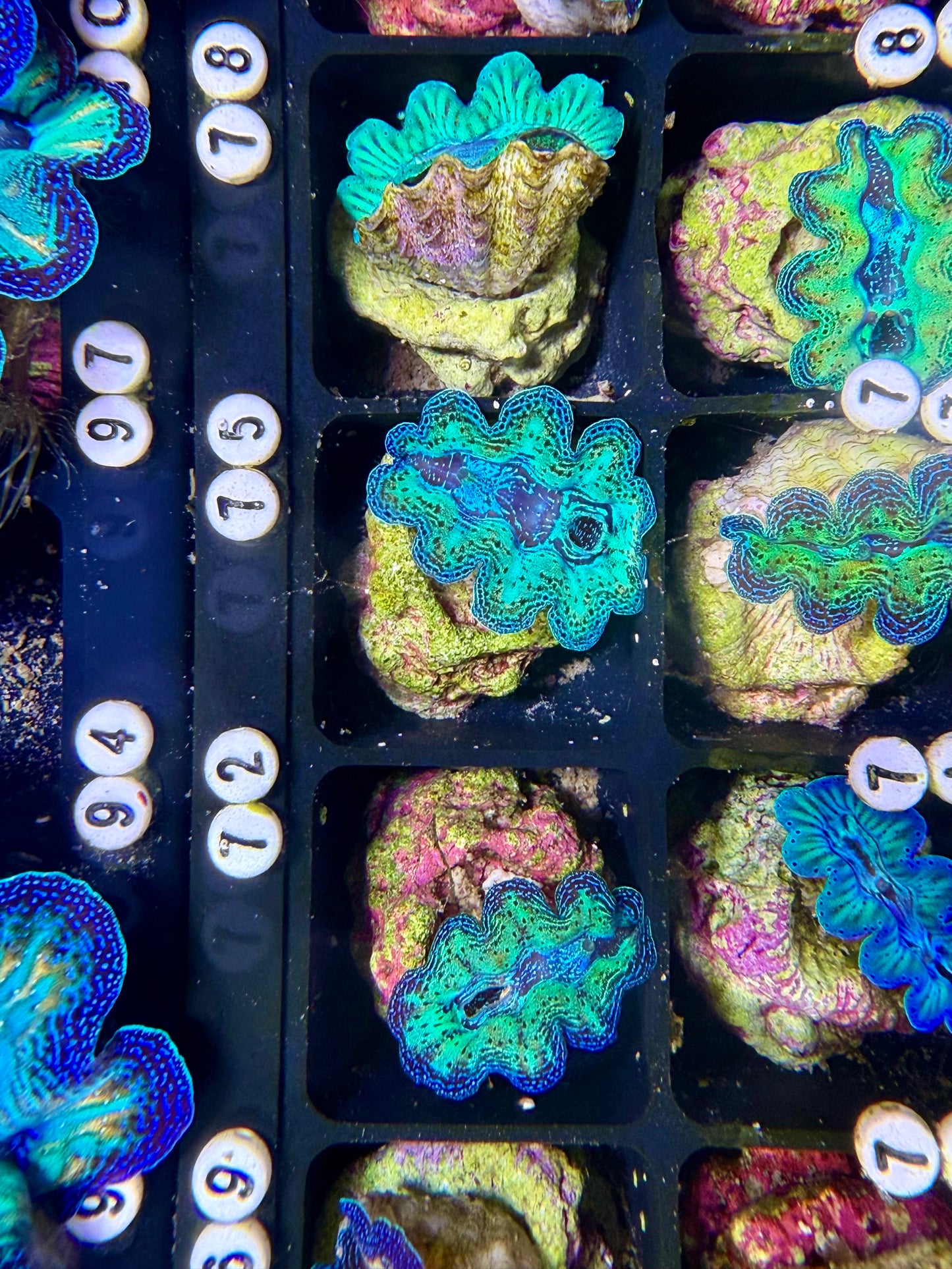 Captive Bred Crocea clam #75 White
