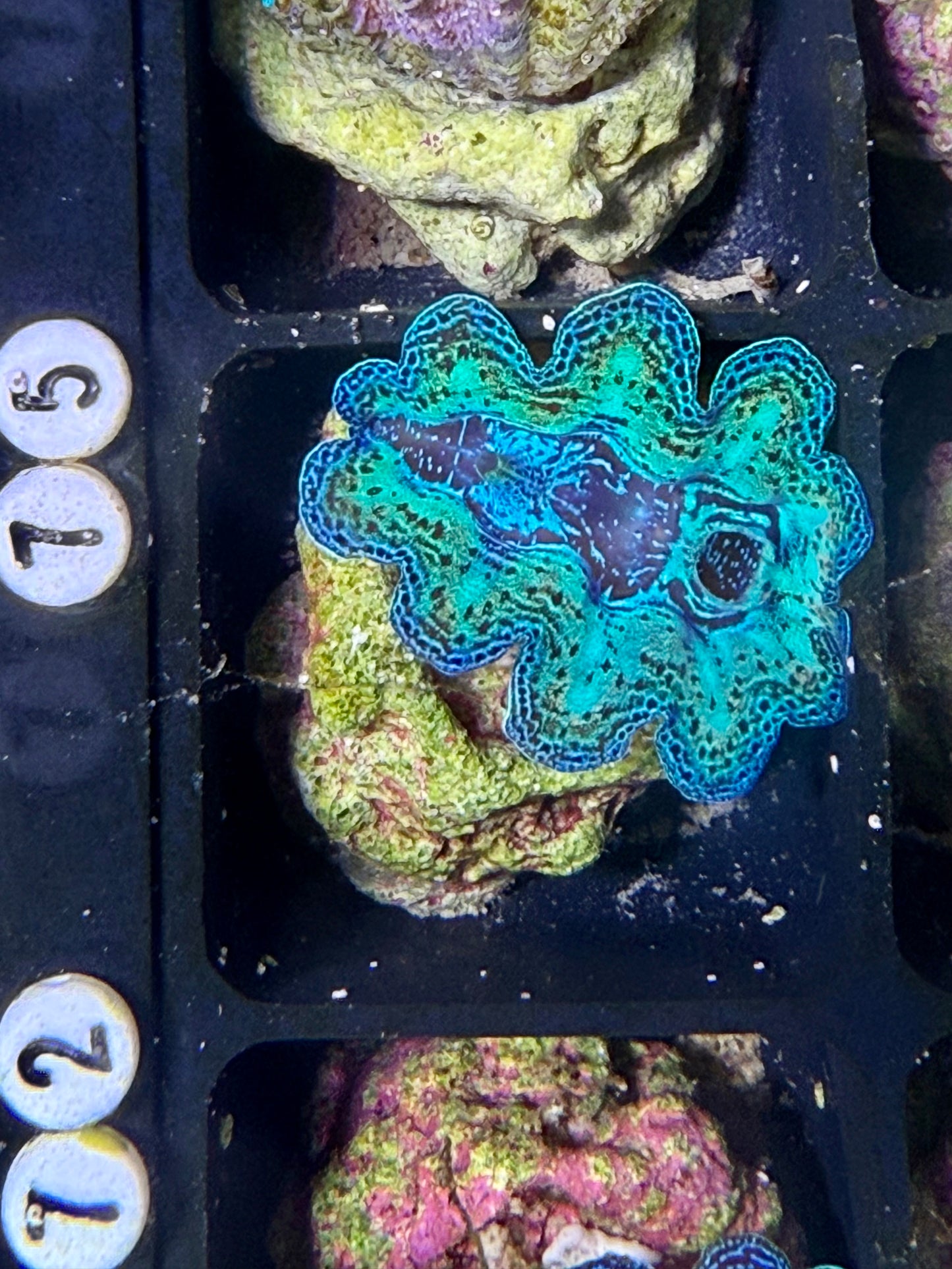 Captive Bred Crocea clam #75 White