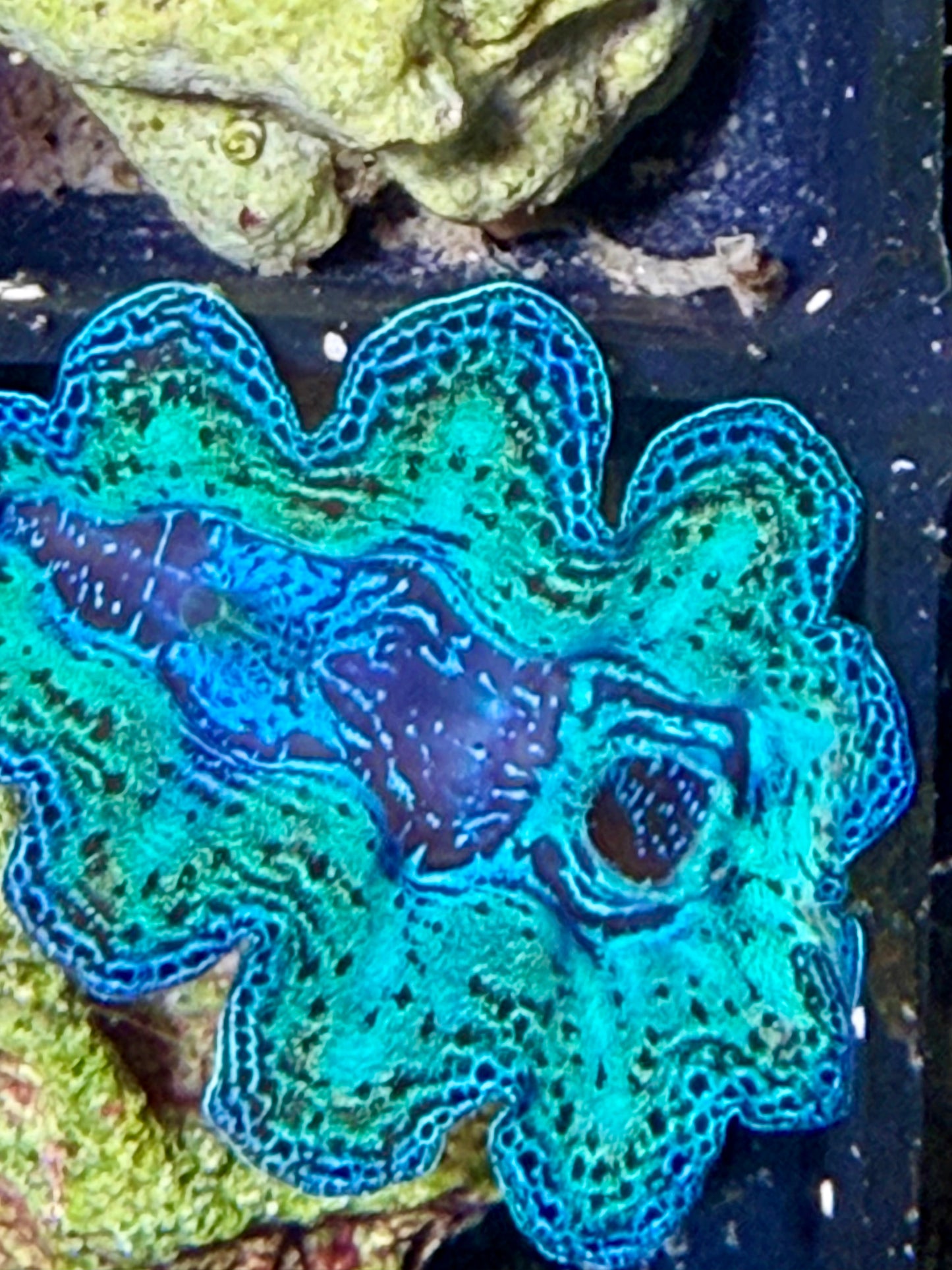 Captive Bred Crocea clam #75 White