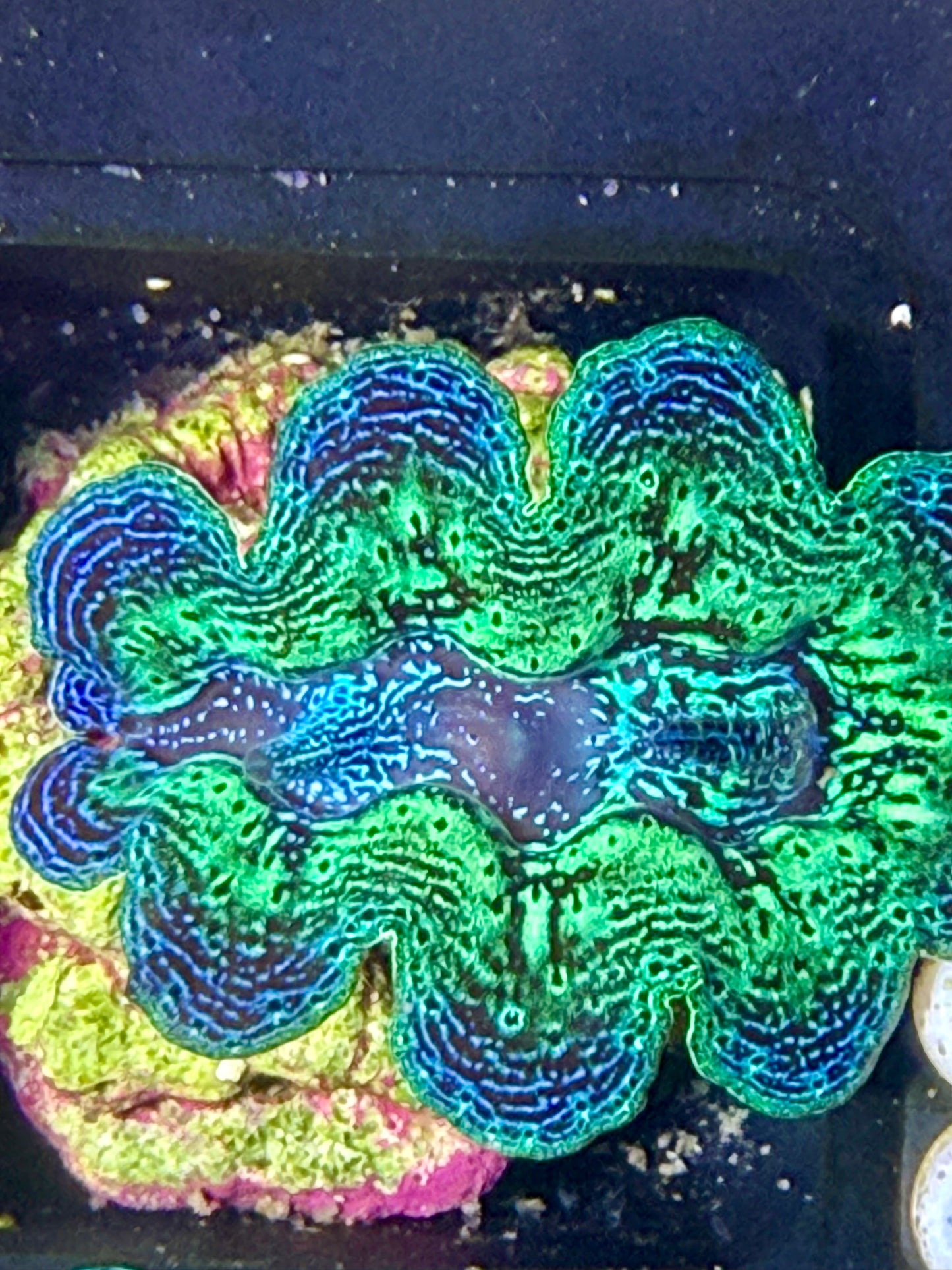 Captive Bred Crocea clam #82 White