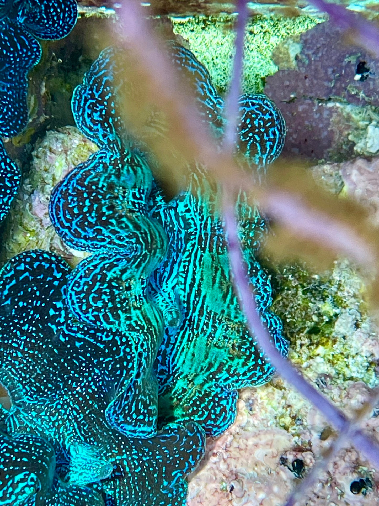 Crocea Clam Neon – Clam Mania