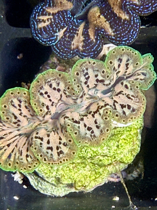 Captive Bred Noae clam #39 Black