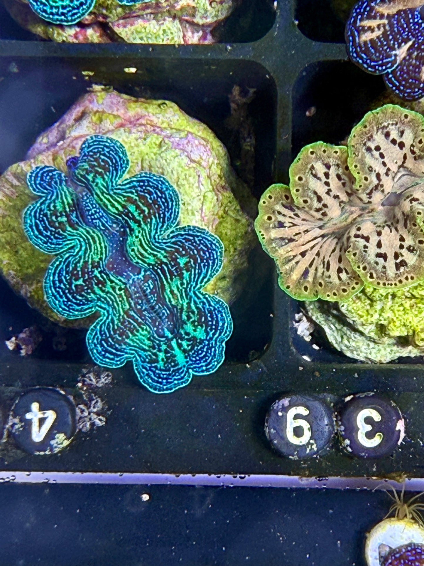 Captive Bred Crocea clam #42 black