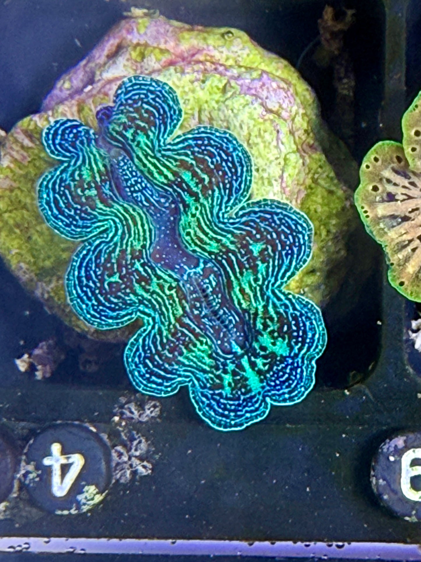 Captive Bred Crocea clam #42 black