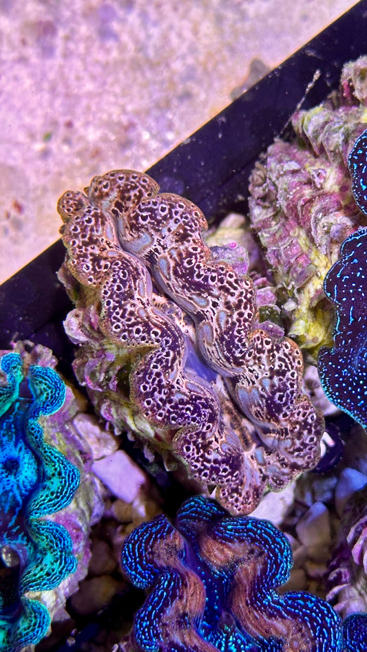 Ultra Teardrop Crocea Clam  #2 black