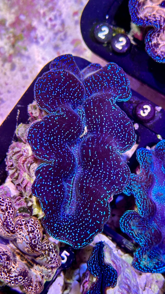 Crocea clam black #3