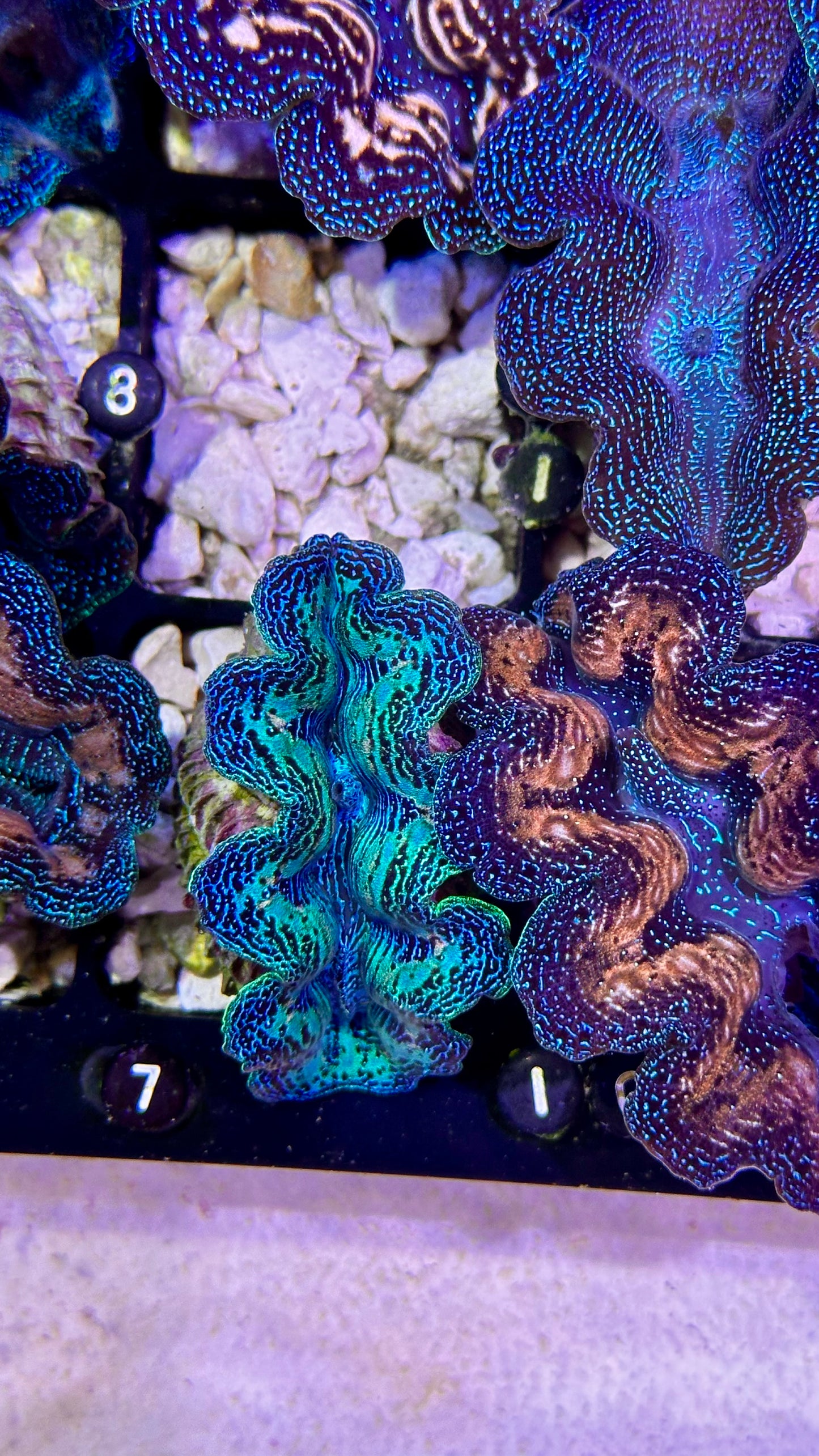 Rainbow Crocea Clam