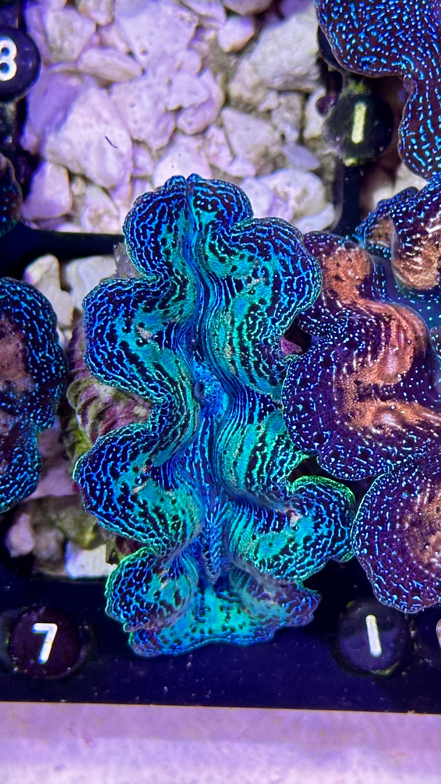 Rainbow Crocea Clam