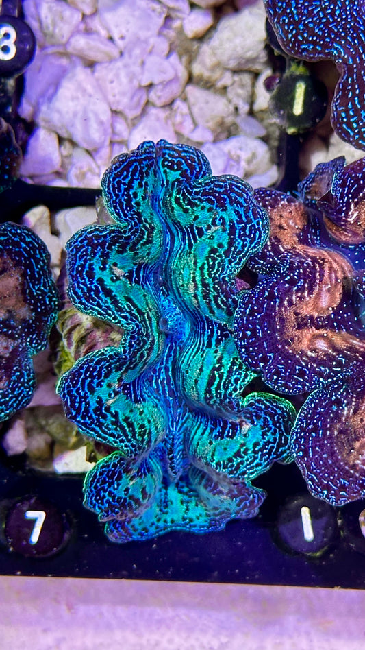 Rainbow Crocea Clam