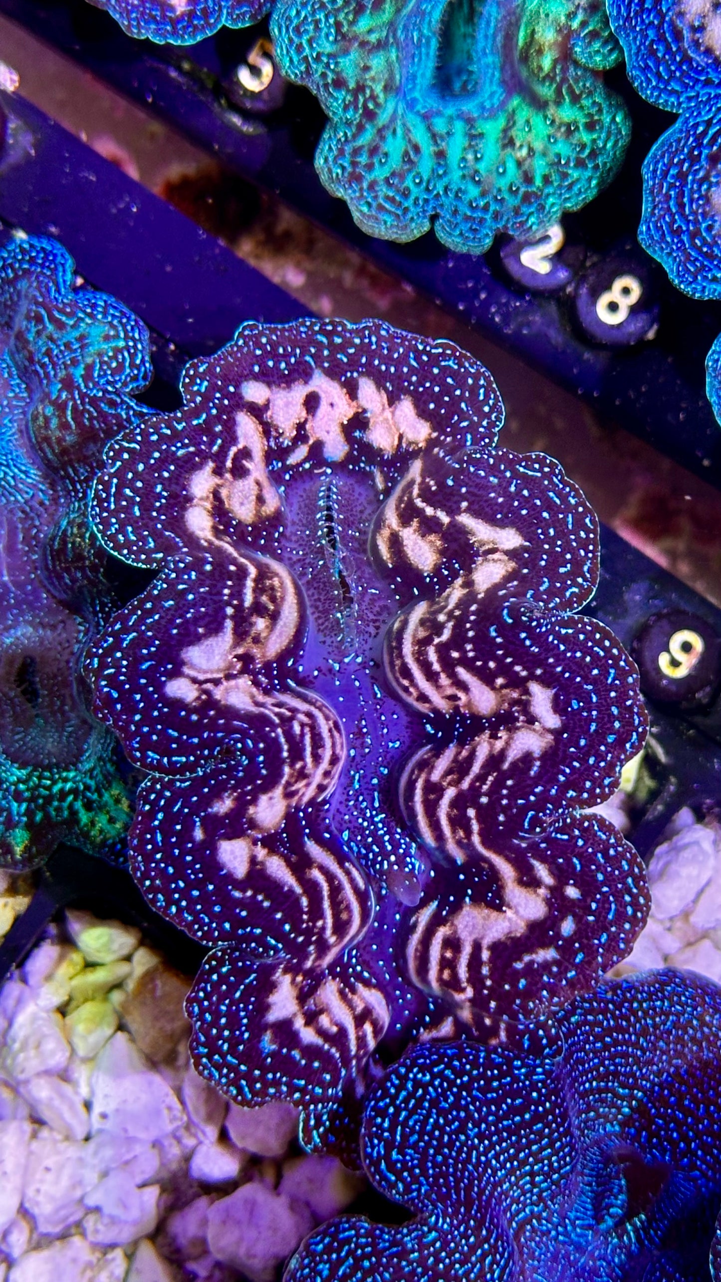 White and blue bicolor Crocea Clam #9 black