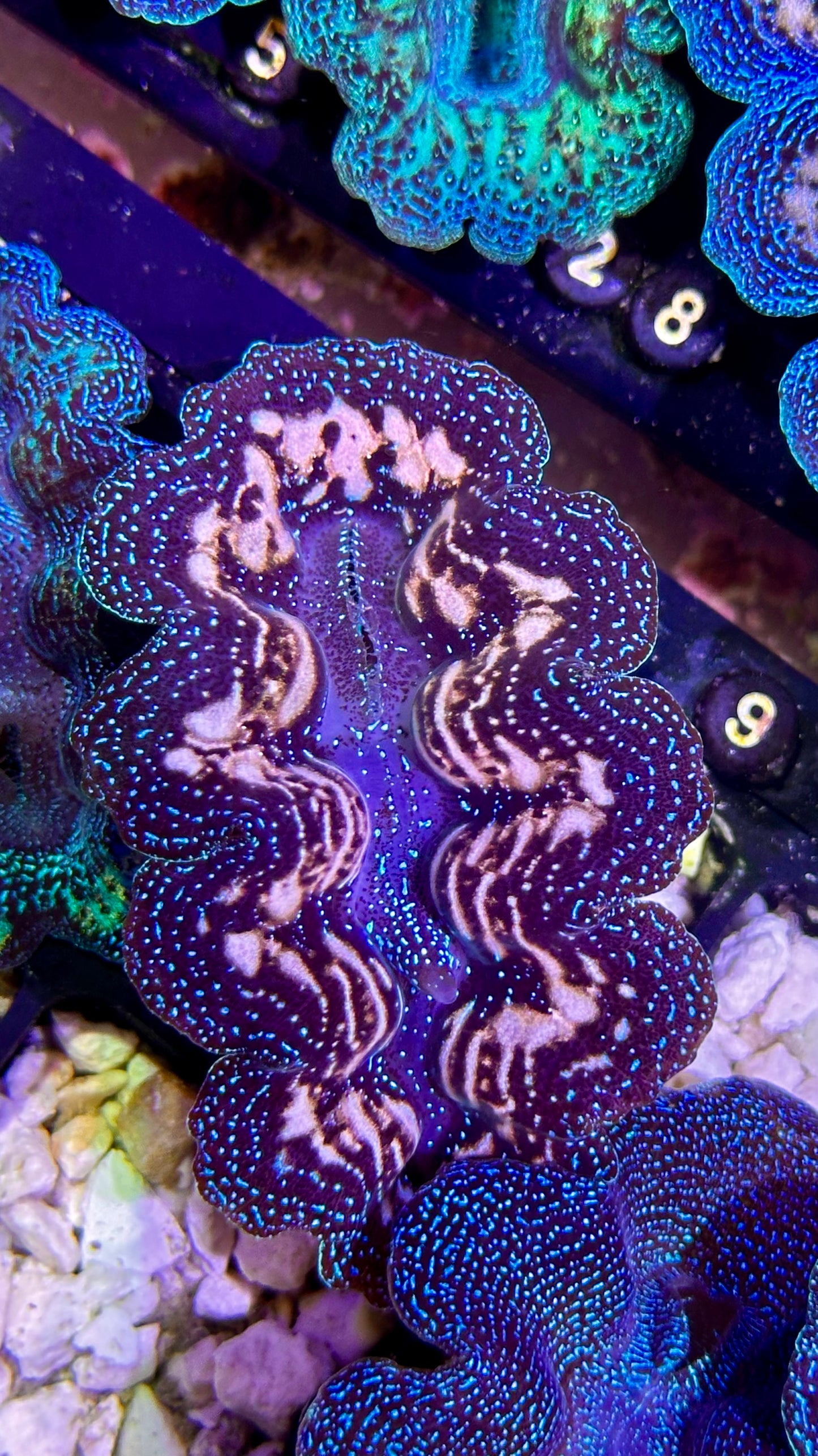 White and blue bicolor Crocea Clam #9 black