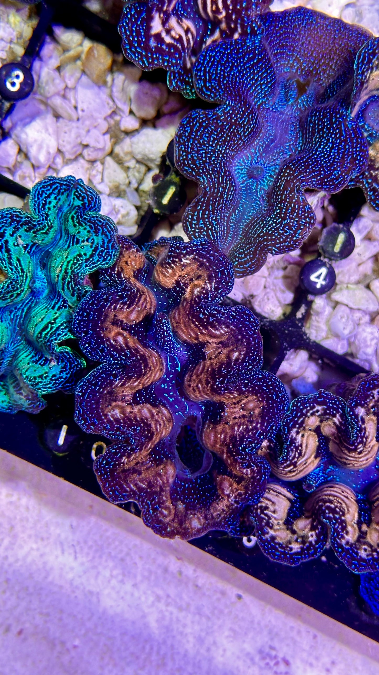 Ultra bicolor teardrop blue, white, and gold Crocea Clam