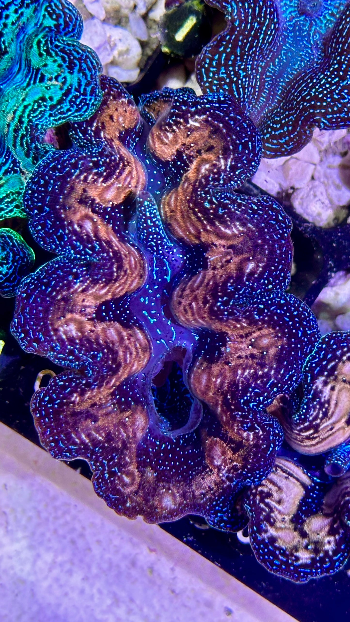 Ultra bicolor teardrop blue, white, and gold Crocea Clam