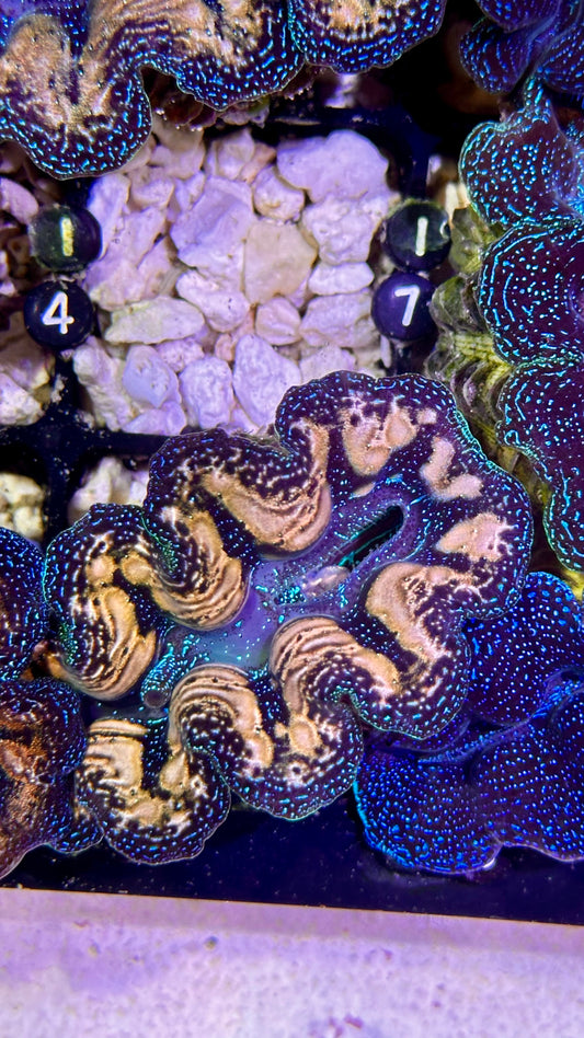 Ultra bicolor with tear drops Crocea Clam #13