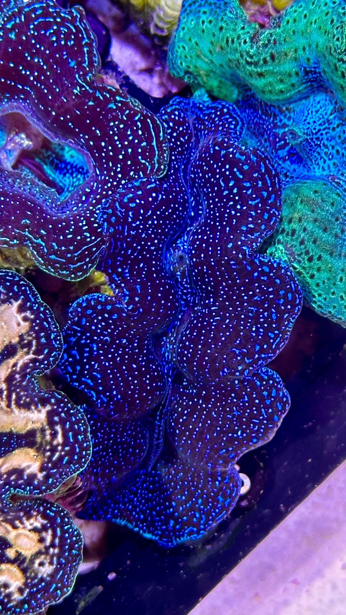 Blue galaxy Crocea Clam #5