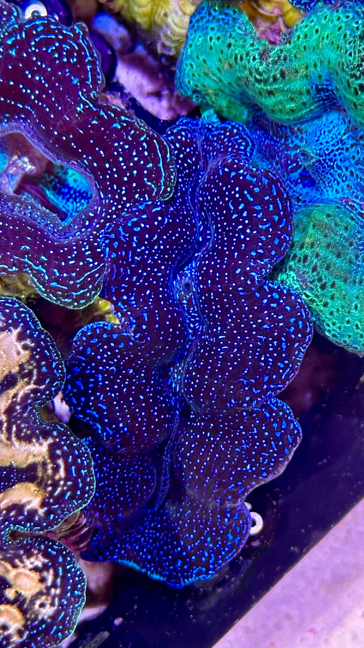 Blue galaxy Crocea Clam #5