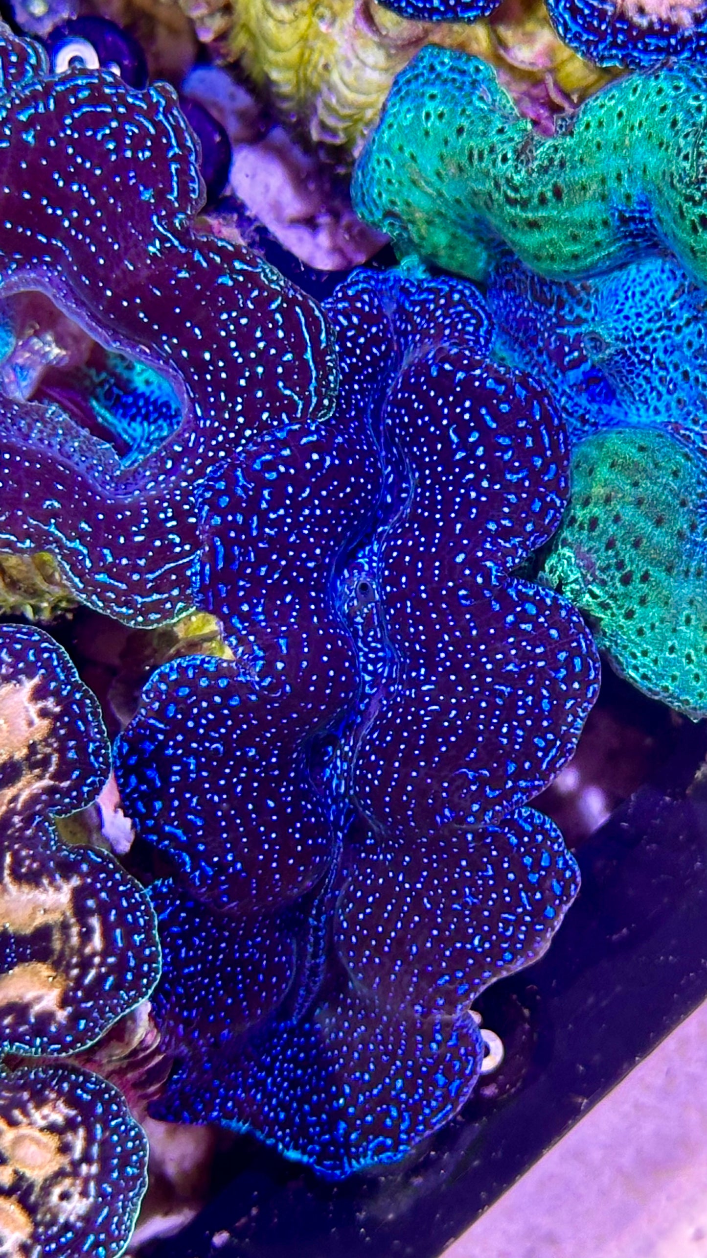 Blue galaxy Crocea Clam #5