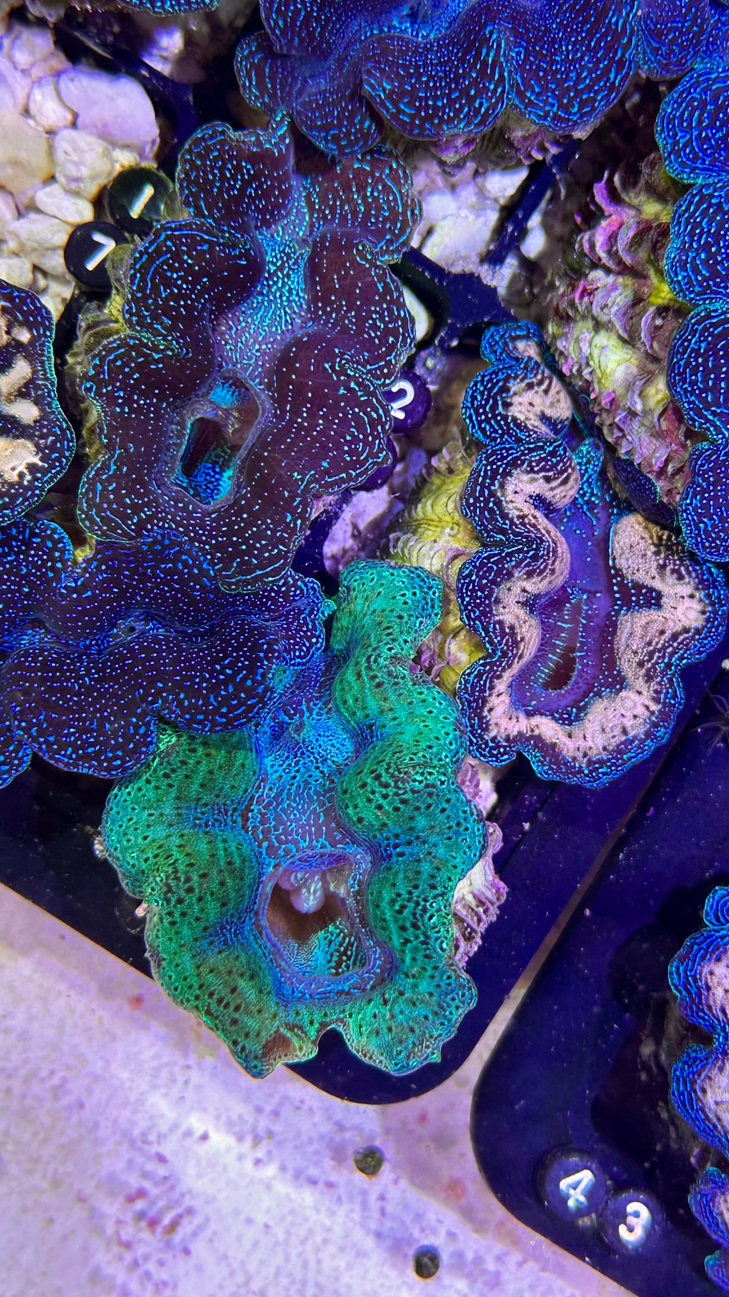 Neon Crocea clam