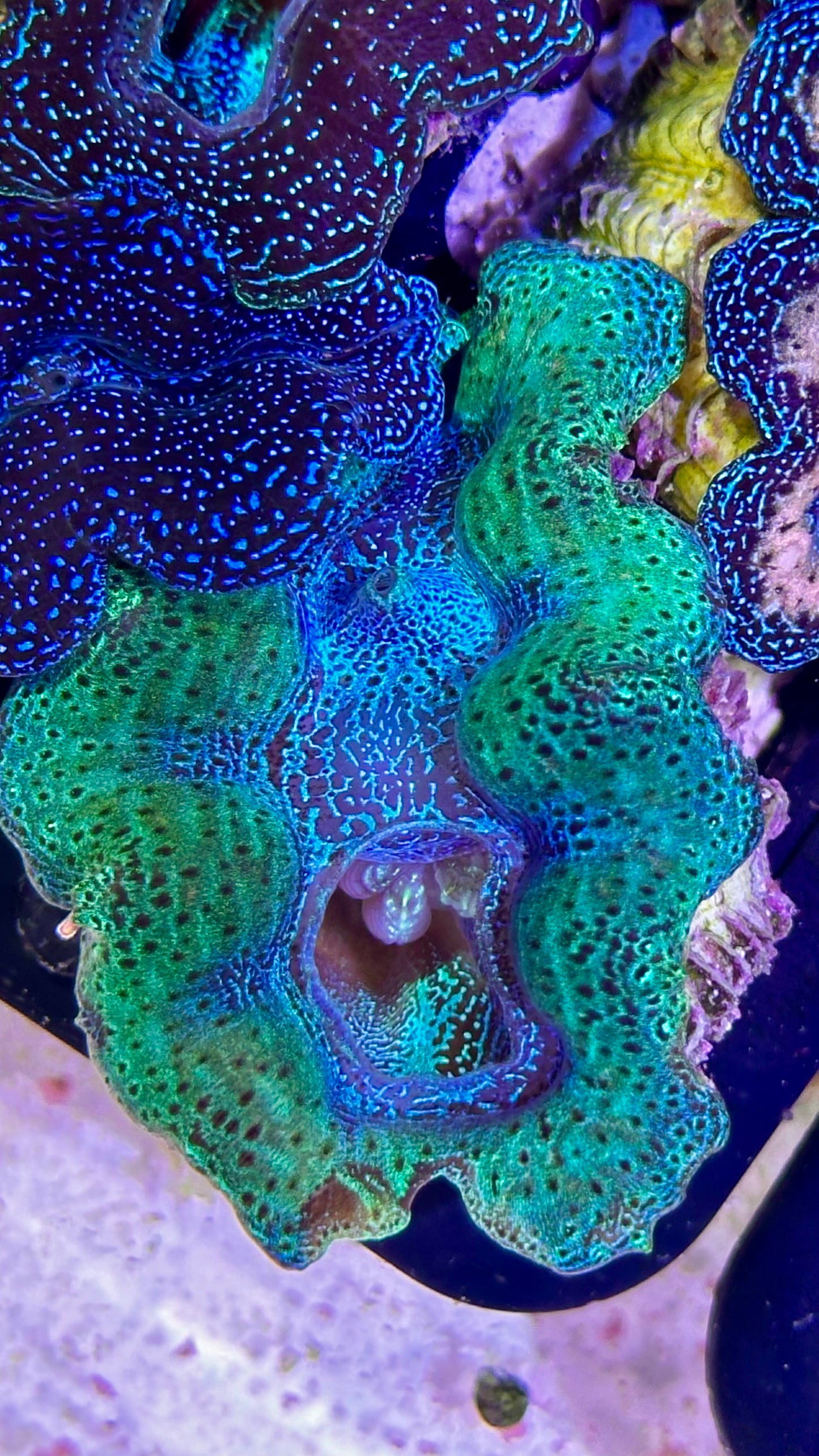 Neon Crocea clam