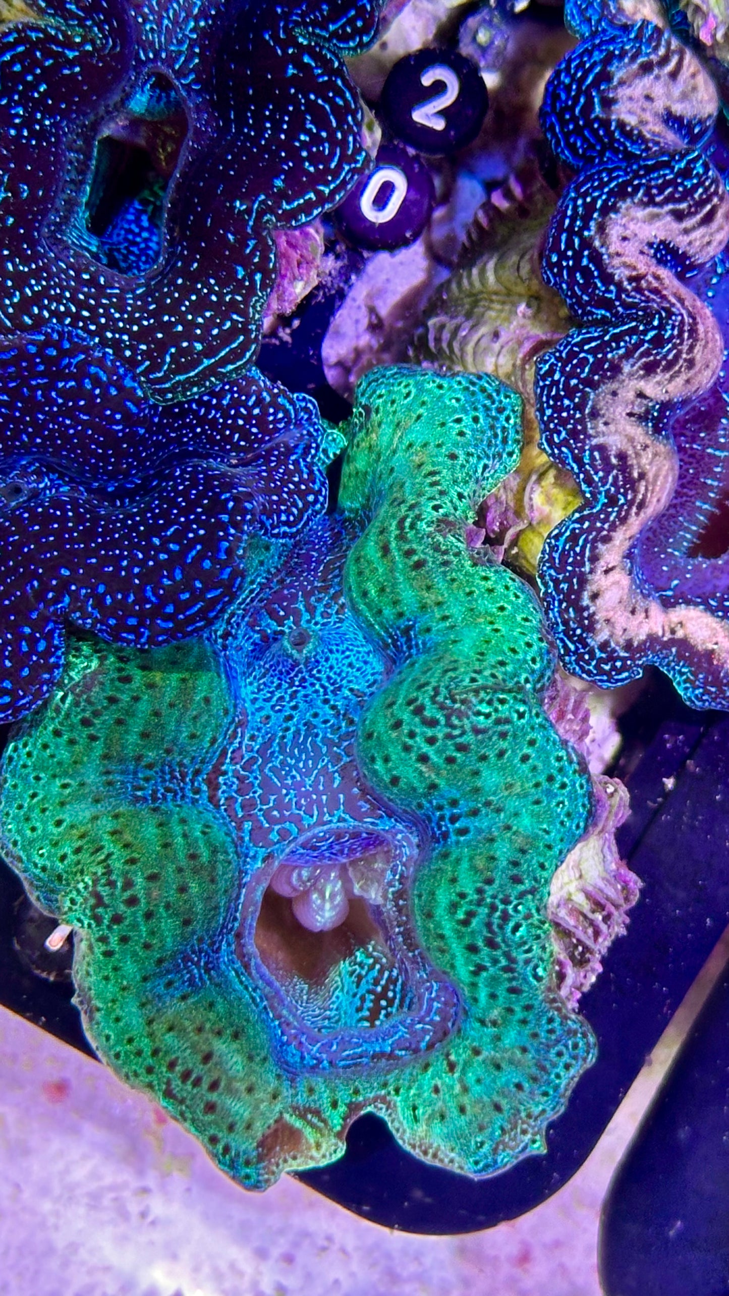 Neon Crocea clam