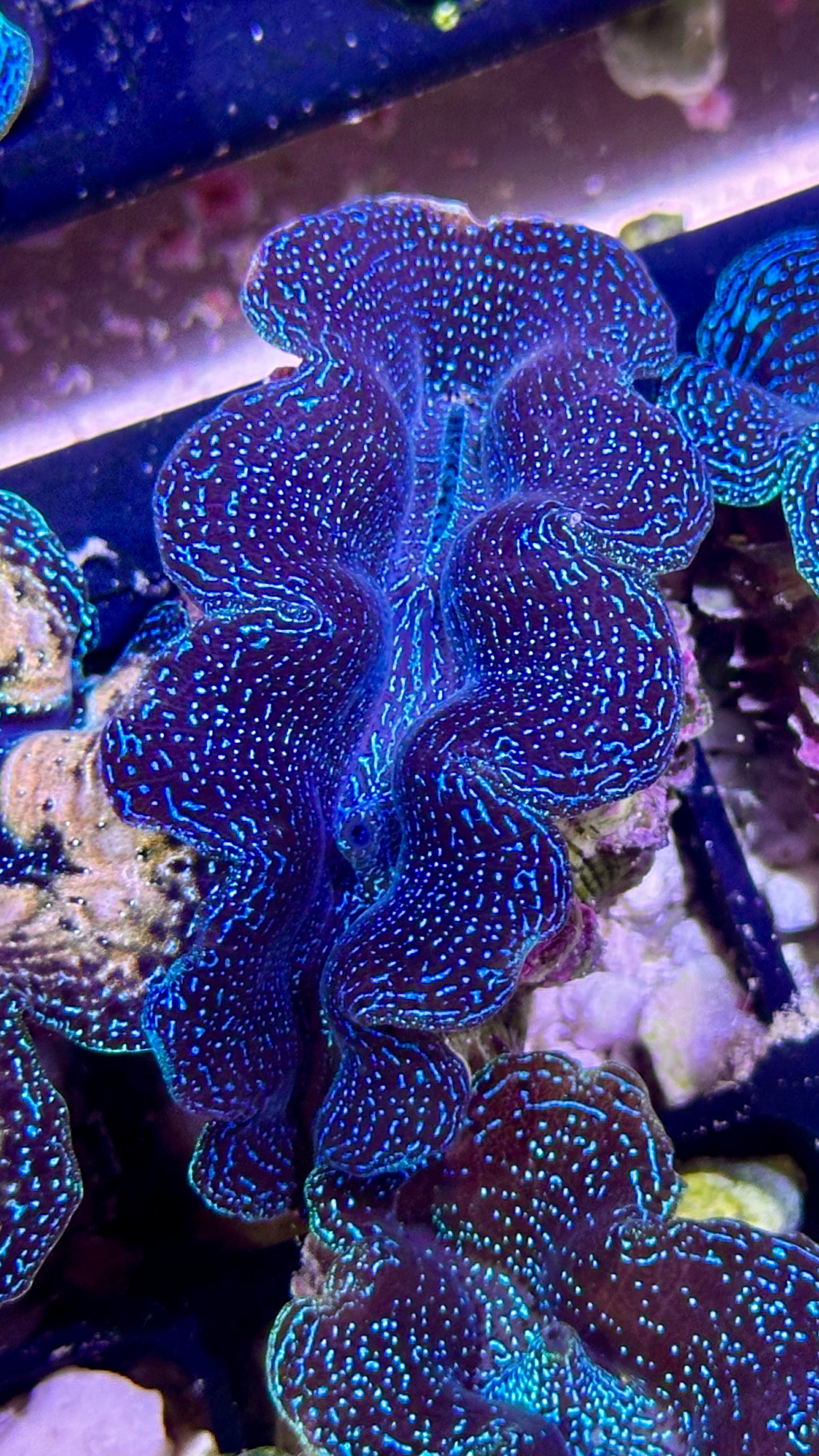 Blue Galaxy Crocea Clam