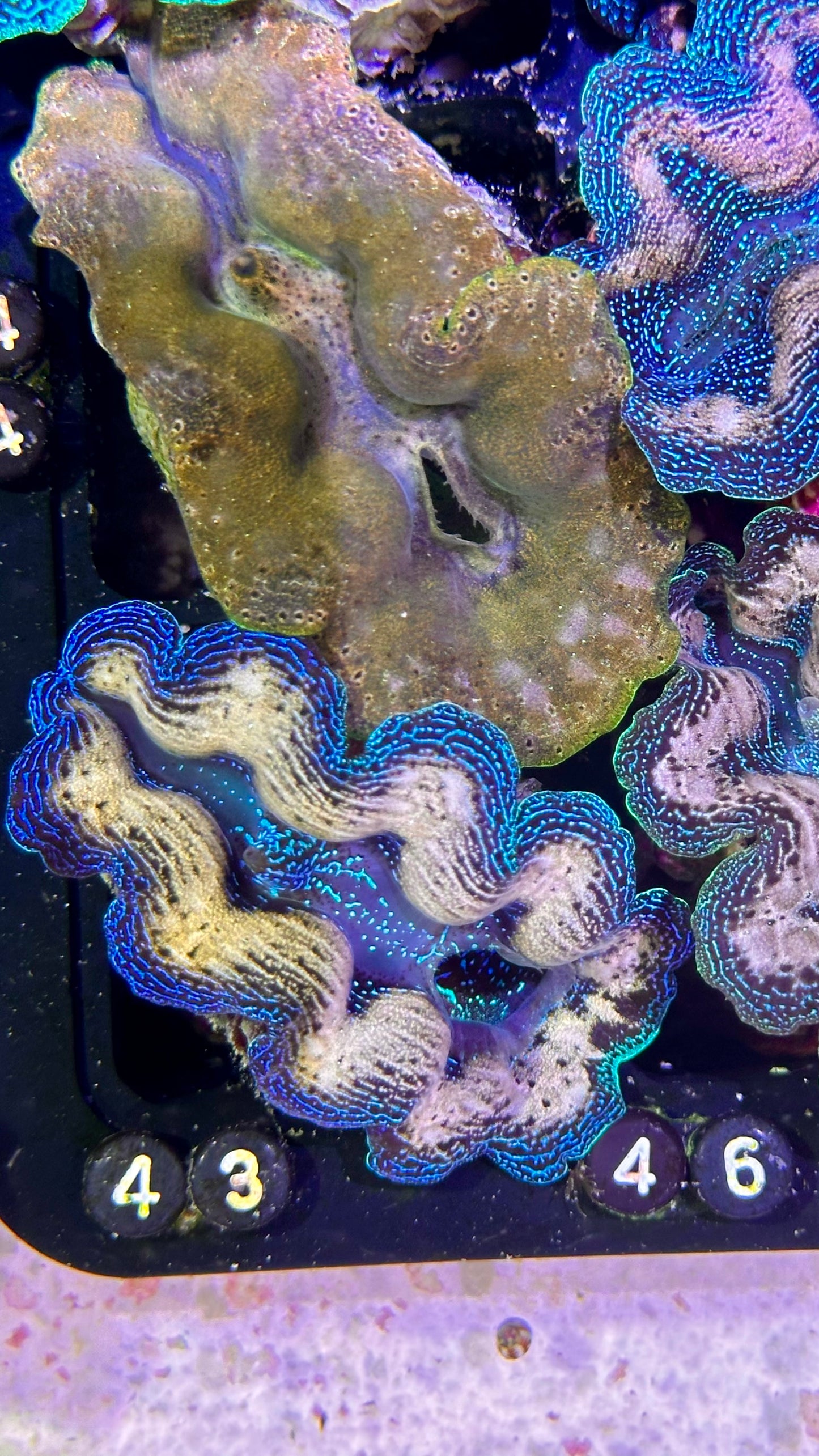 Bicolor blue and white Crocea Clam