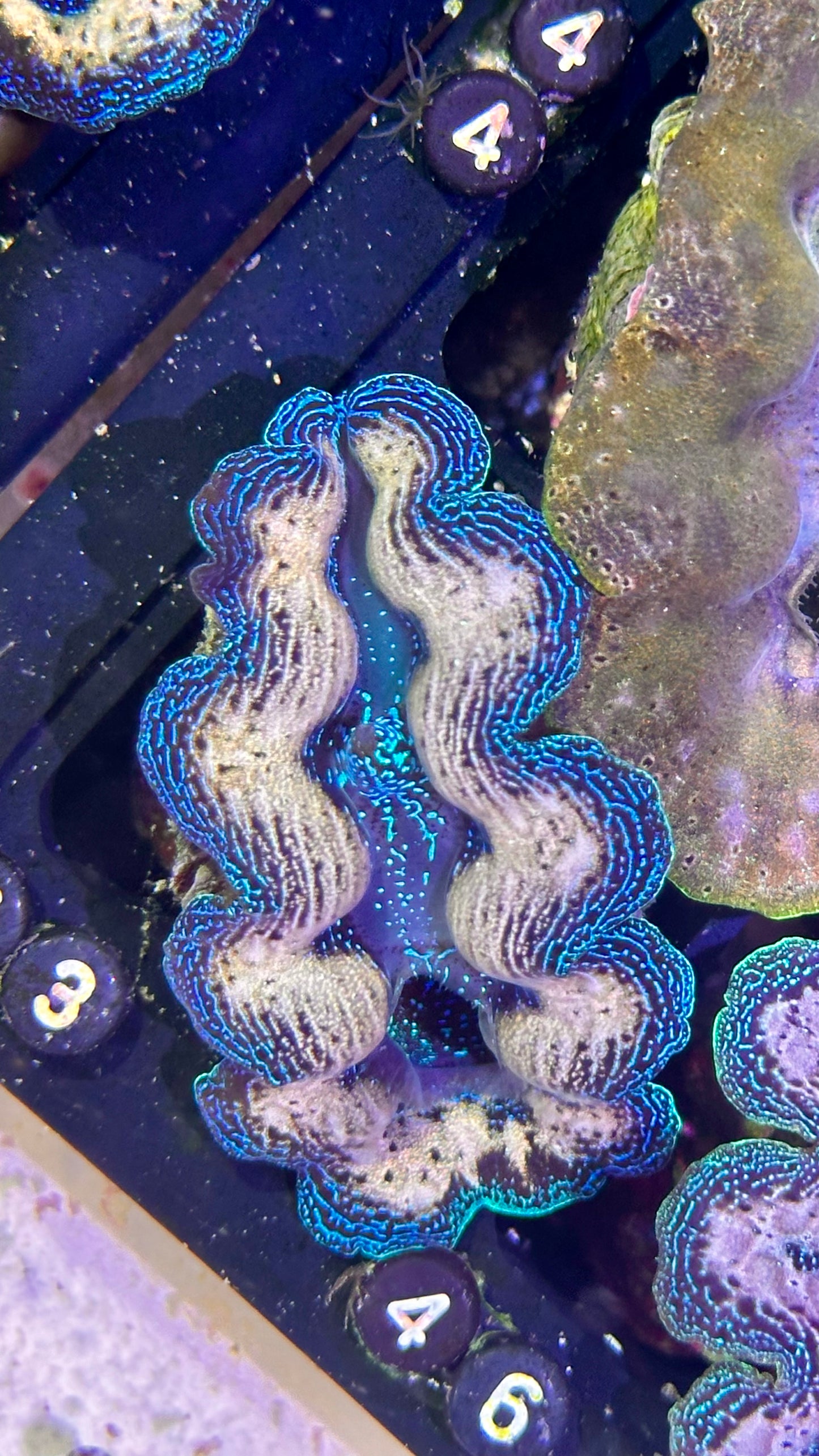 Bicolor blue and white Crocea Clam