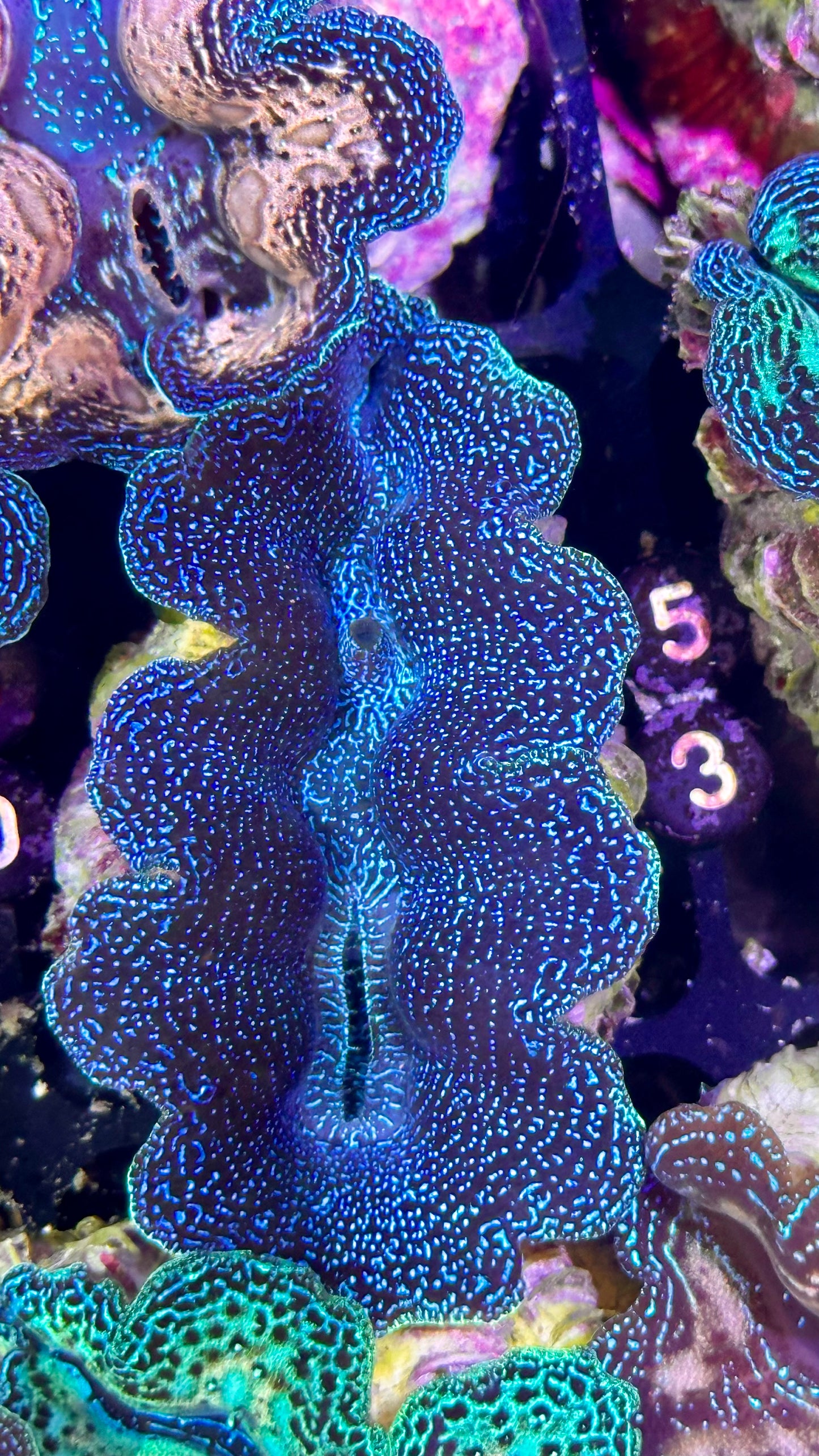 Black Galaxy Crocea Clam #51 black