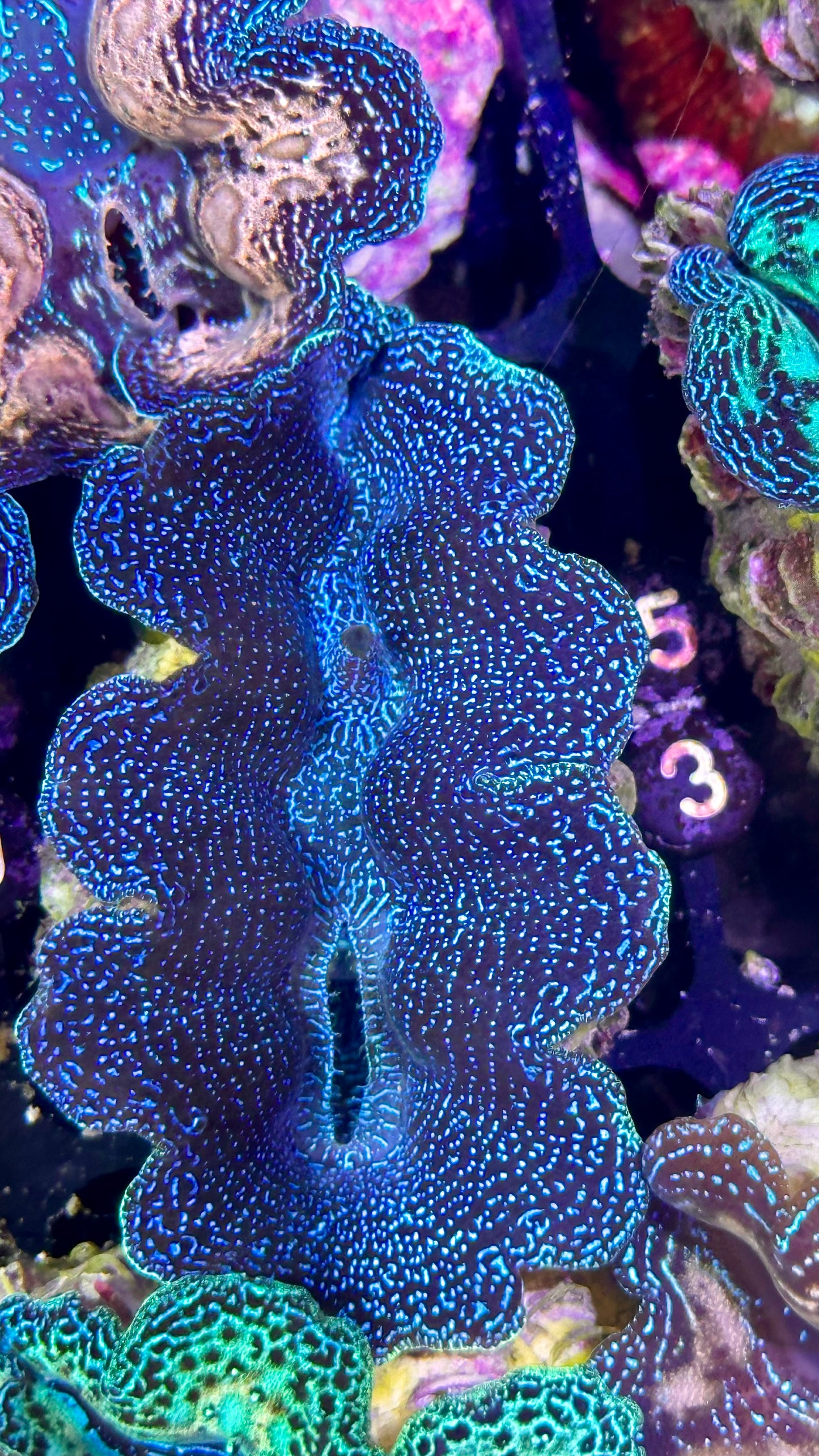 Black Galaxy Crocea Clam #51 black