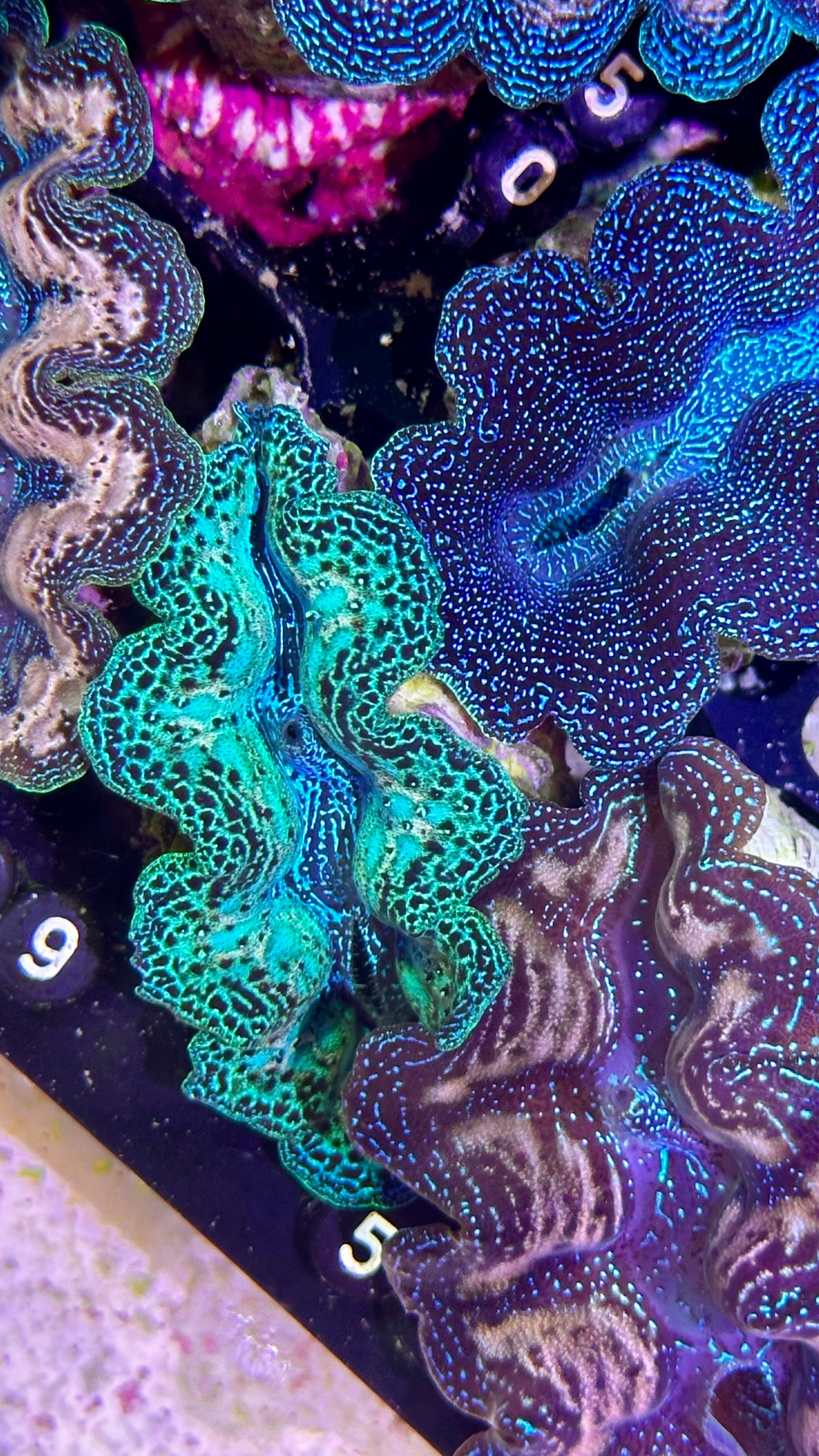 Neon Rainbow Crocea Clam