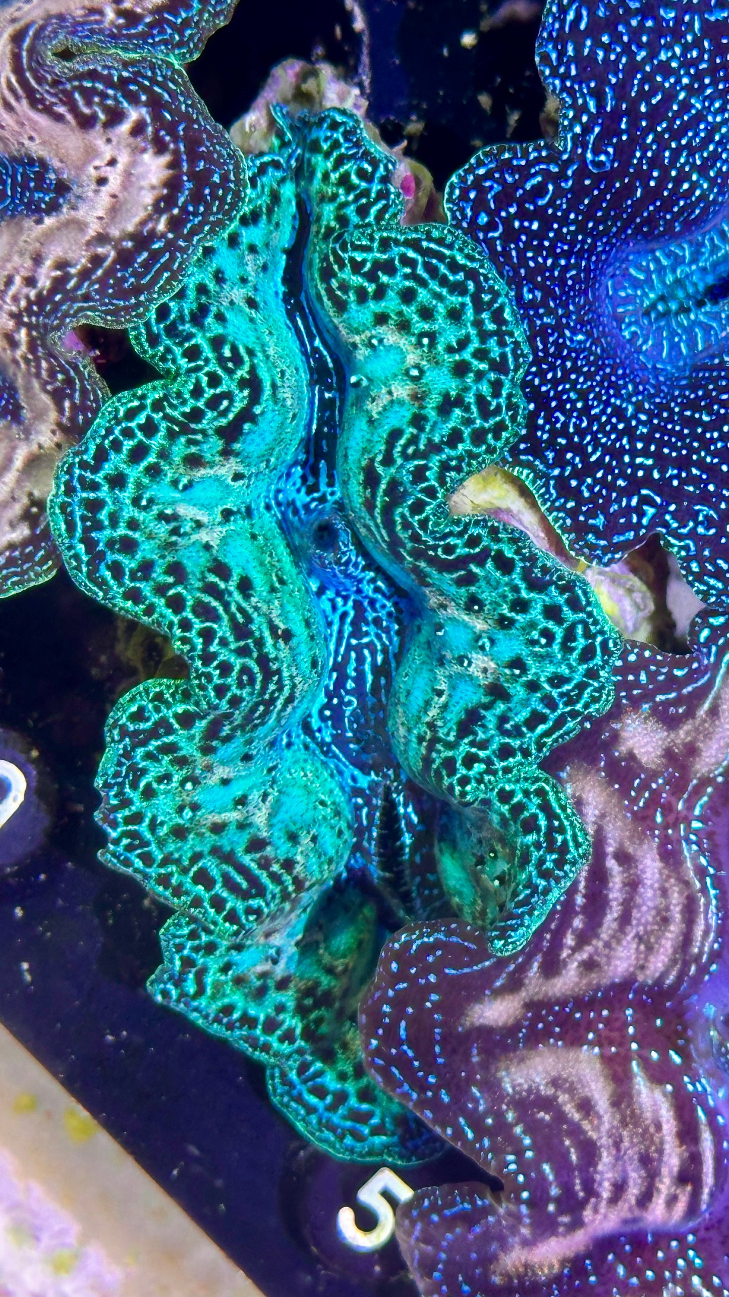 Neon Rainbow Crocea Clam