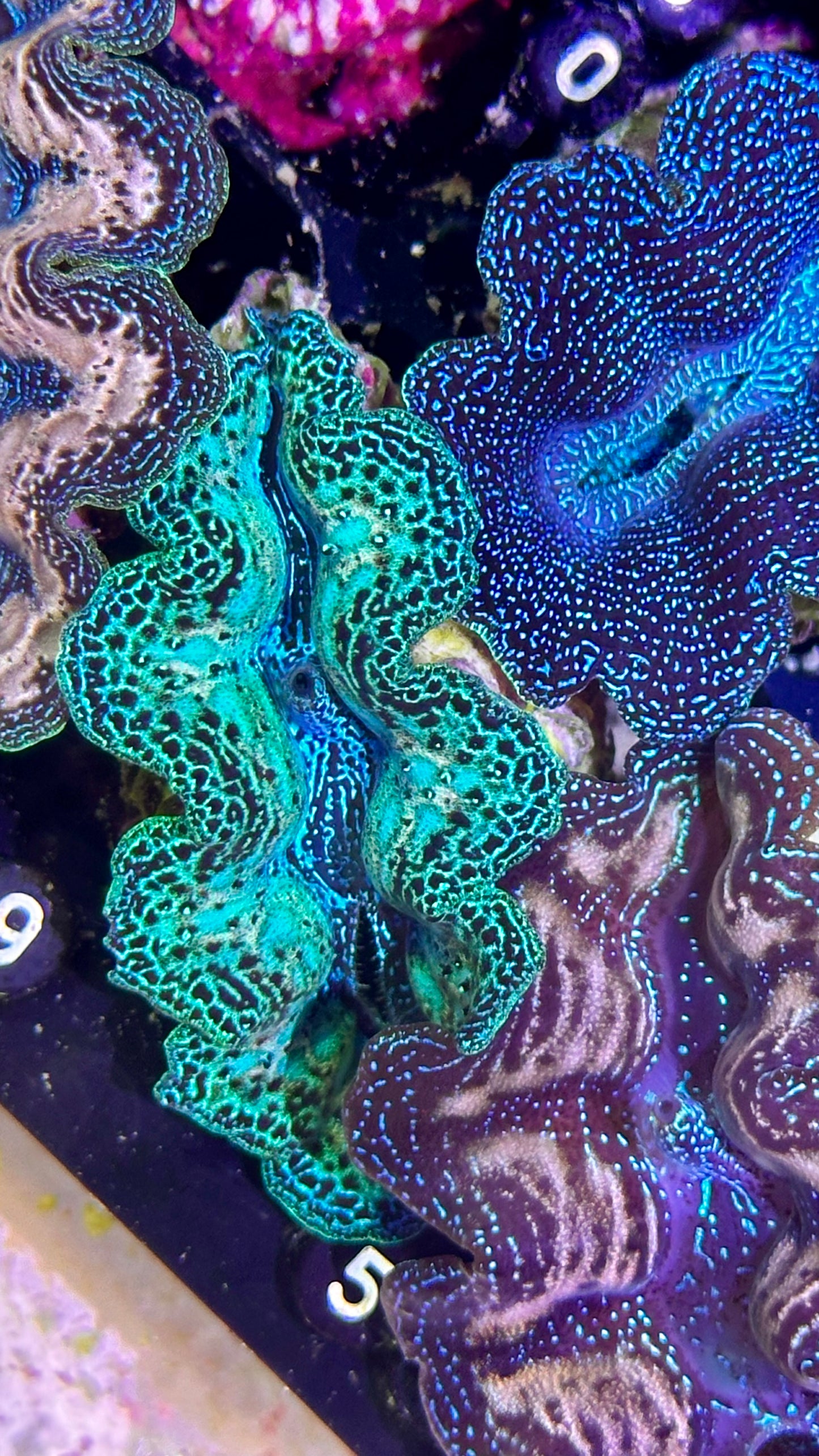 Neon Rainbow Crocea Clam