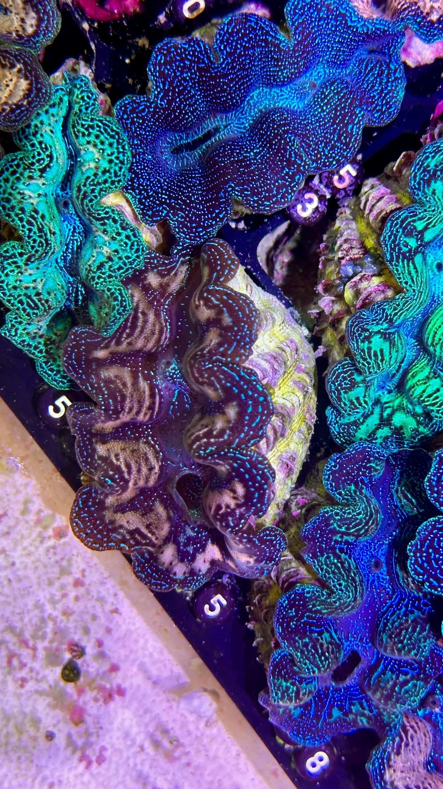 Bicolor blue and gold Crocea Clam #55 black